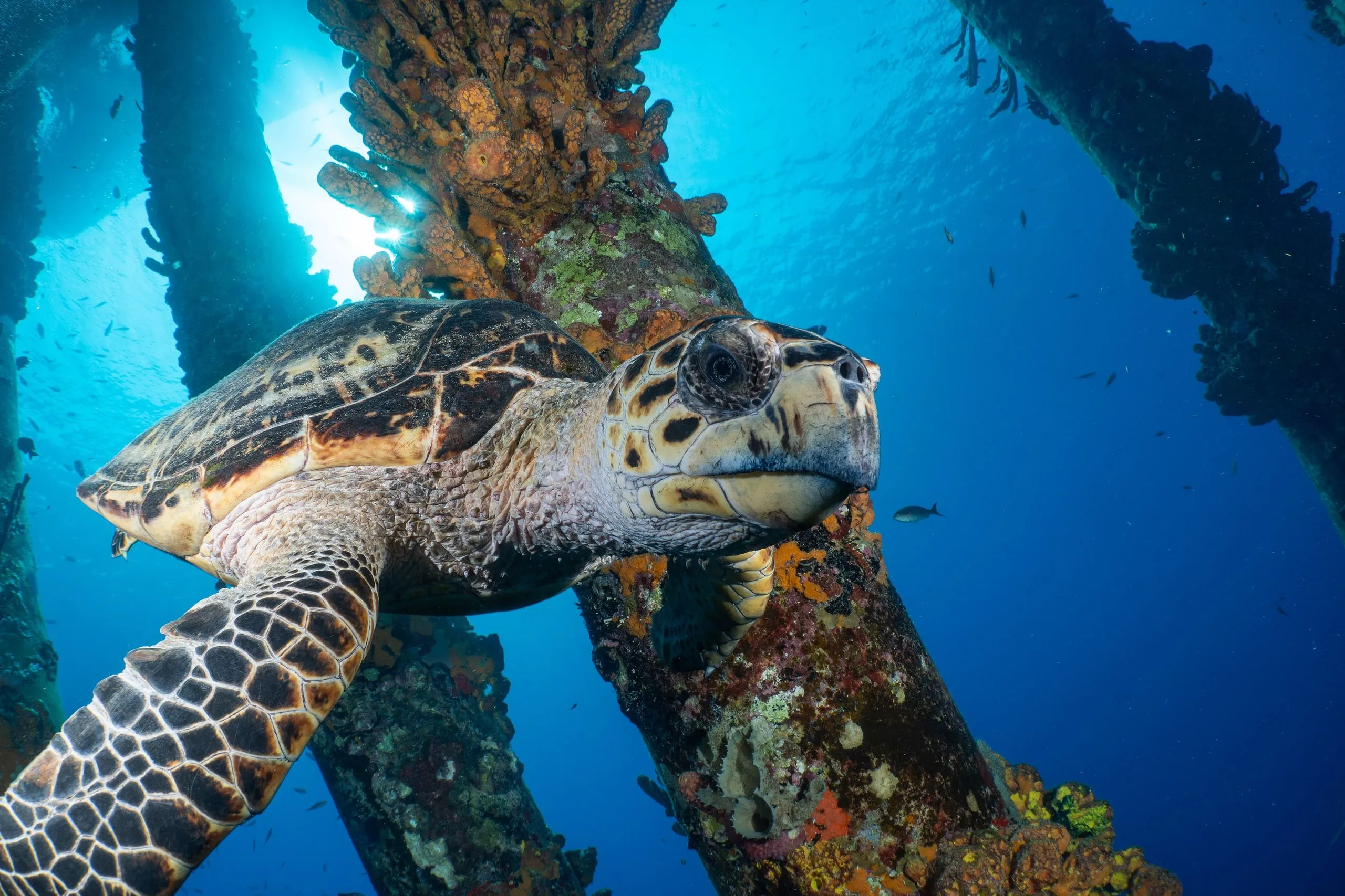 Hawksbill turtle at the Salt Pier, Bonaire