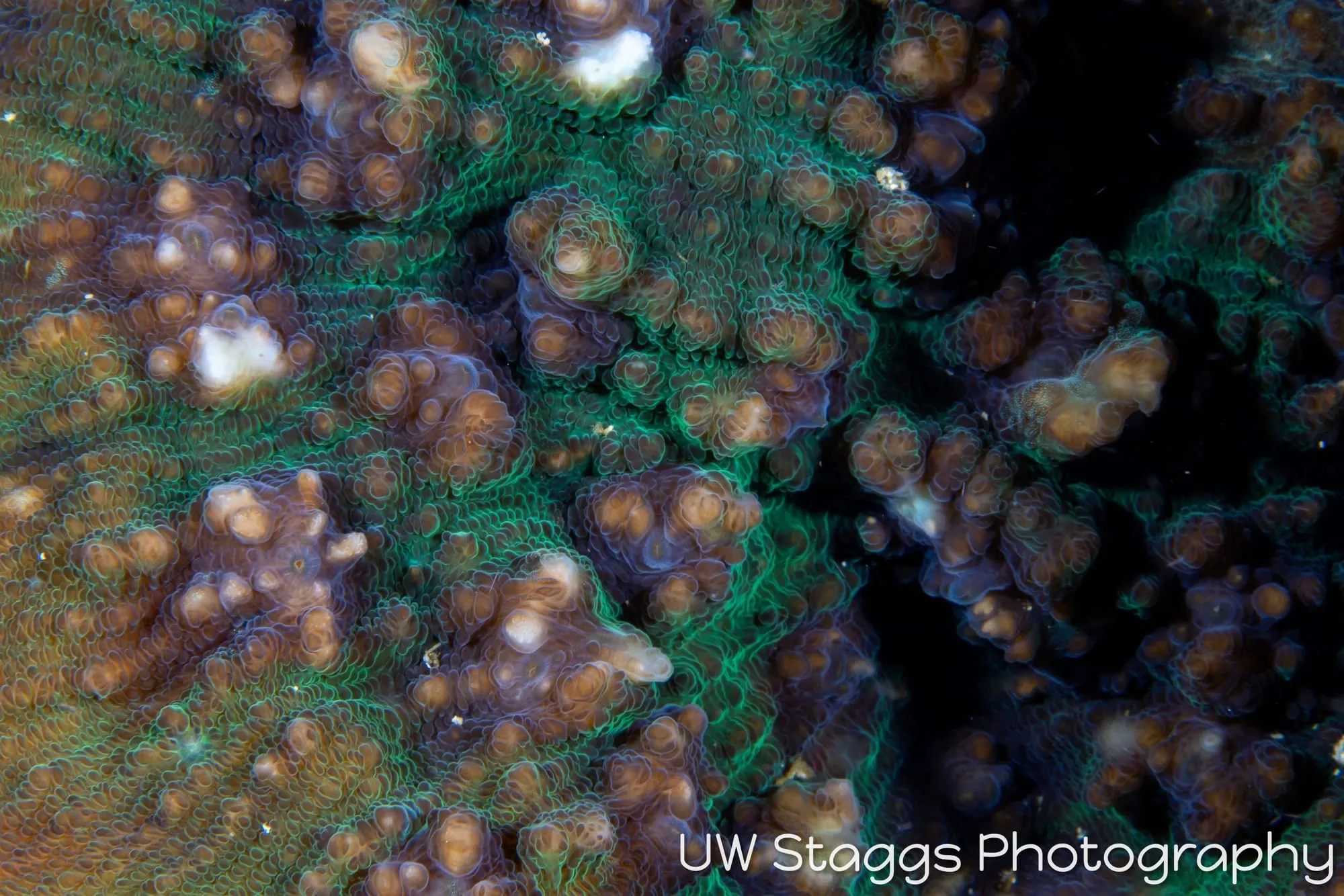 Reef Scene — Anilao, Philippines