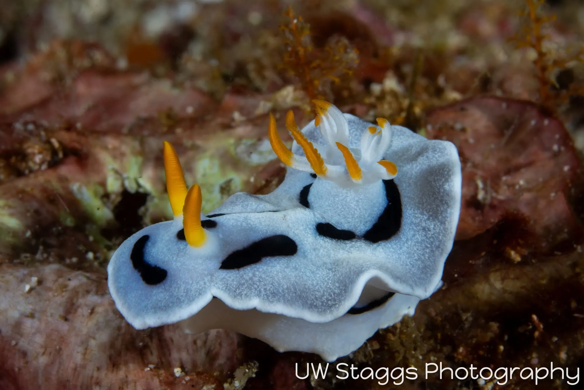 Reef Scene — Anilao, Philippines