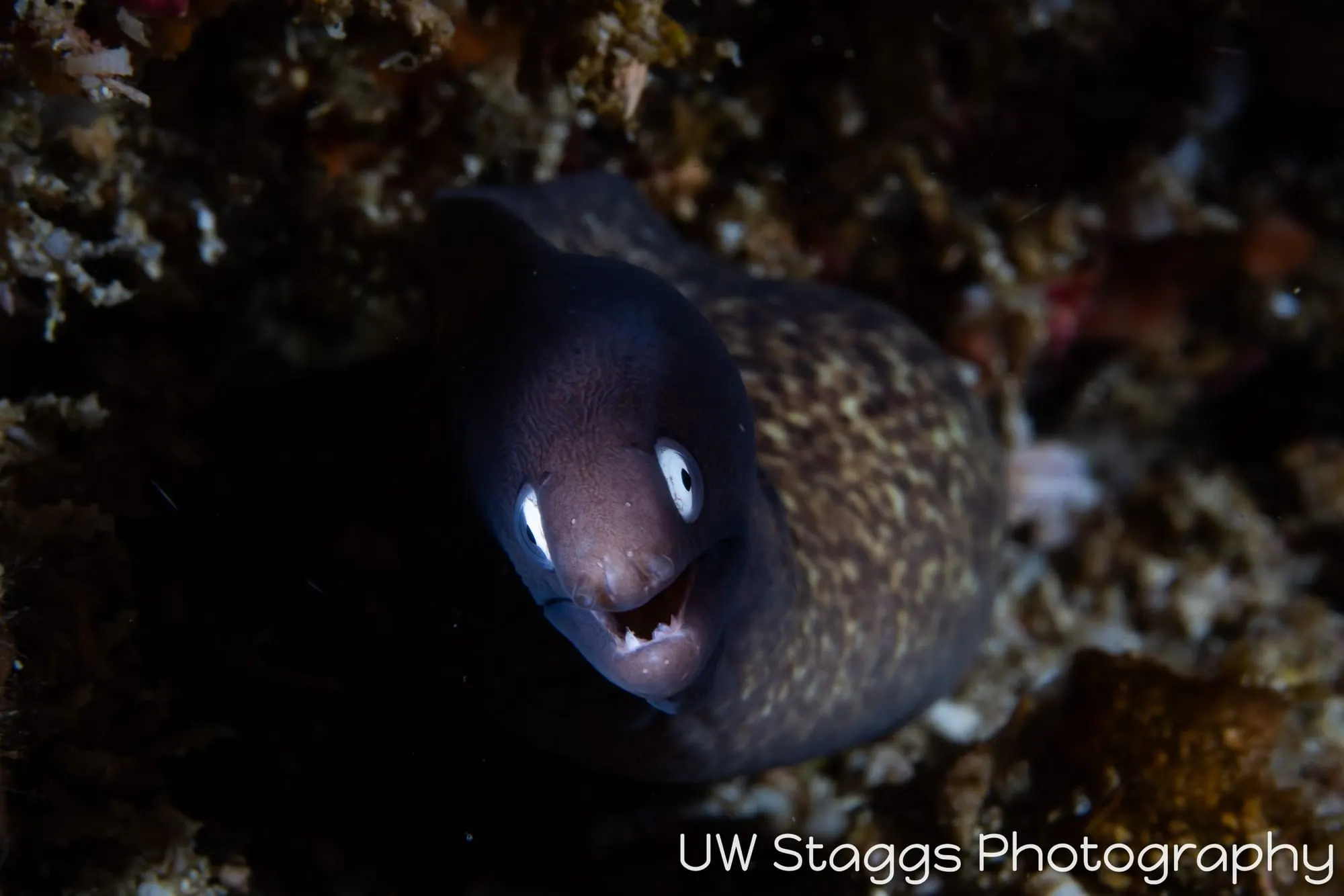 Reef Scene — Anilao, Philippines