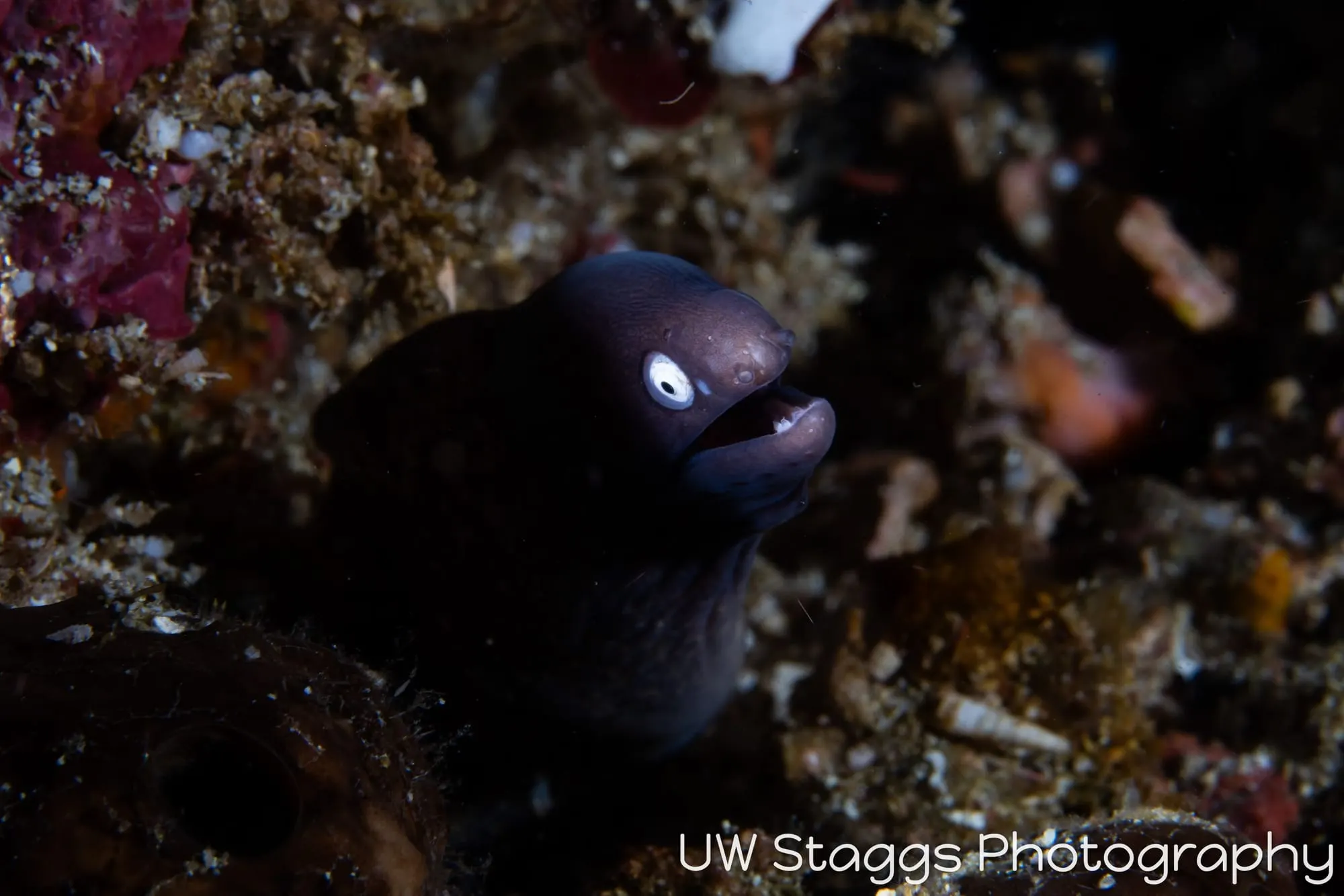 Reef Scene — Anilao, Philippines