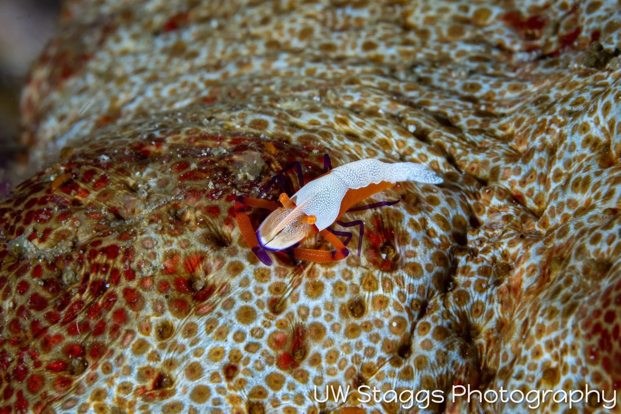 Reef Scene — Anilao, Philippines
