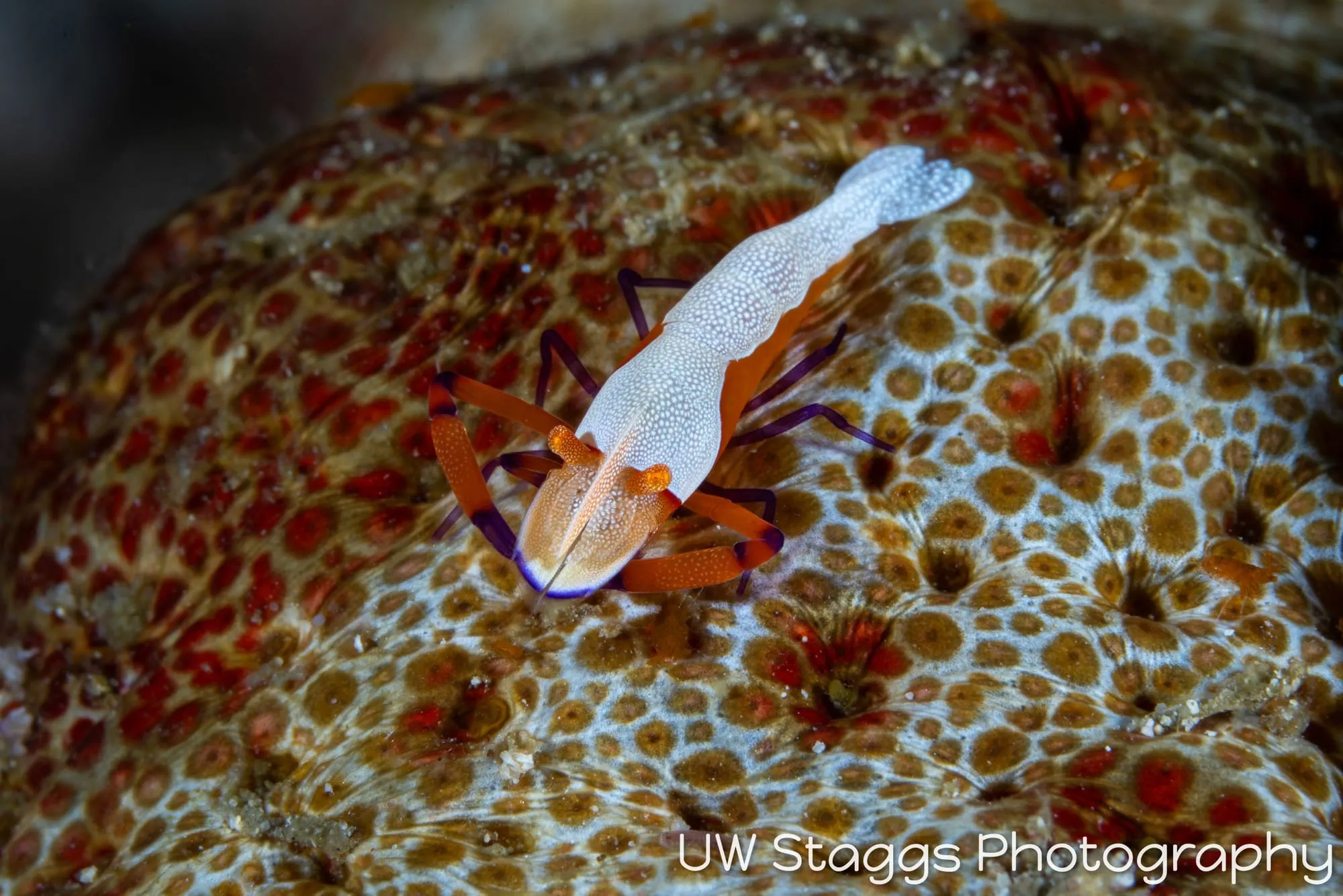 Reef Scene — Anilao, Philippines