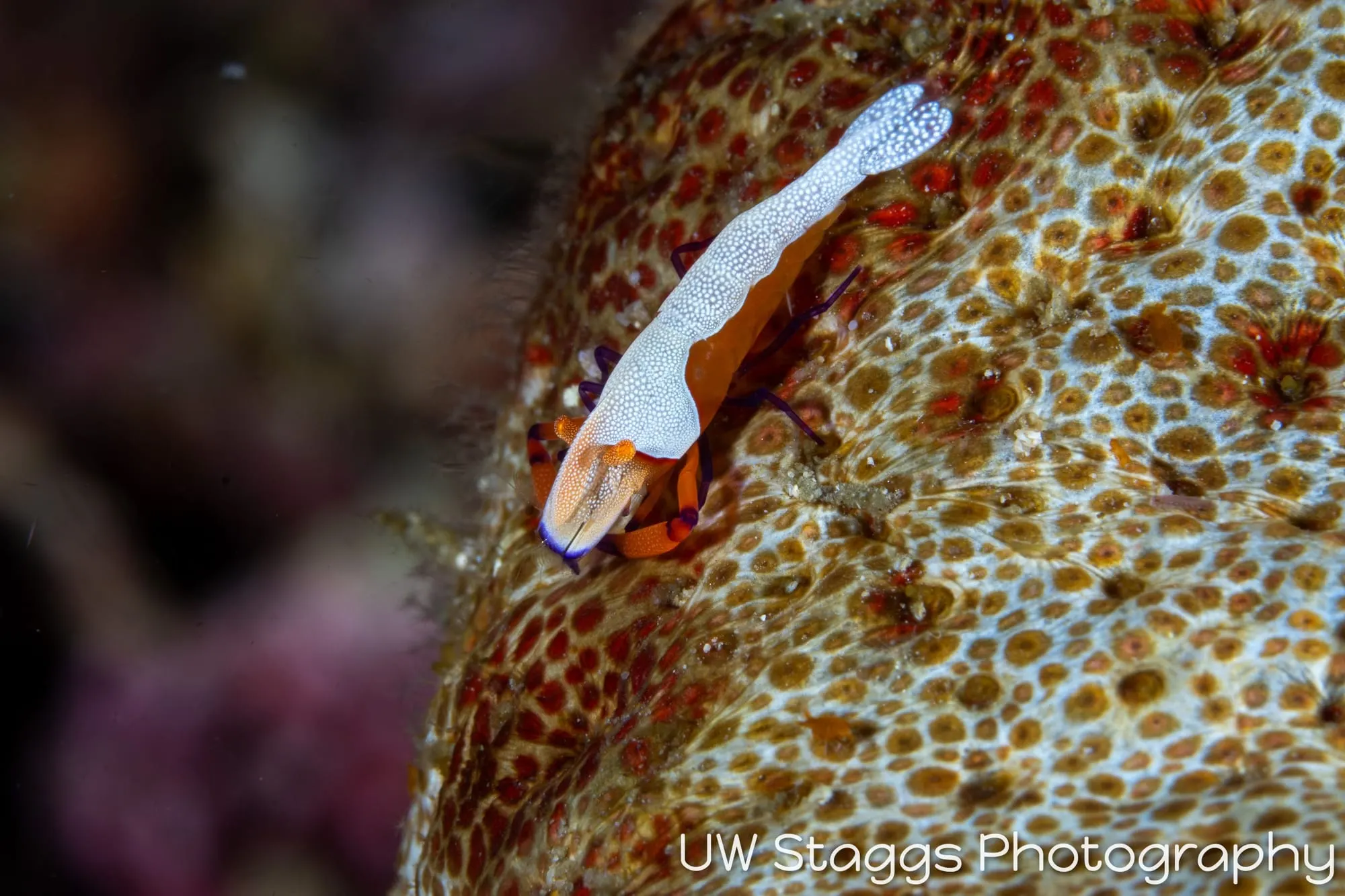Reef Scene — Anilao, Philippines