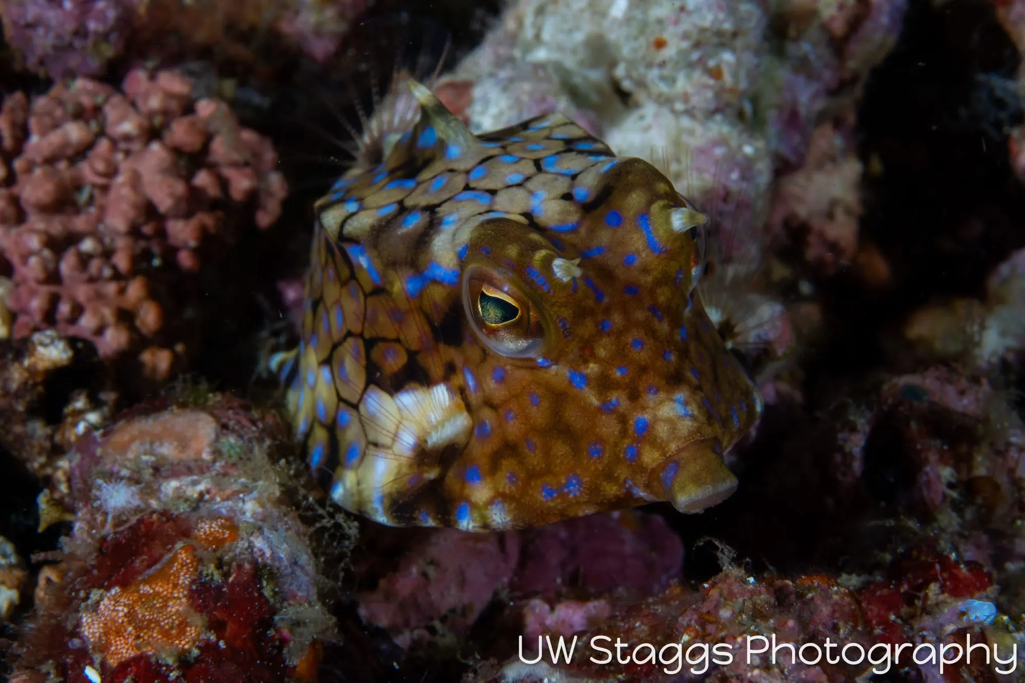 Reef Scene — Anilao, Philippines