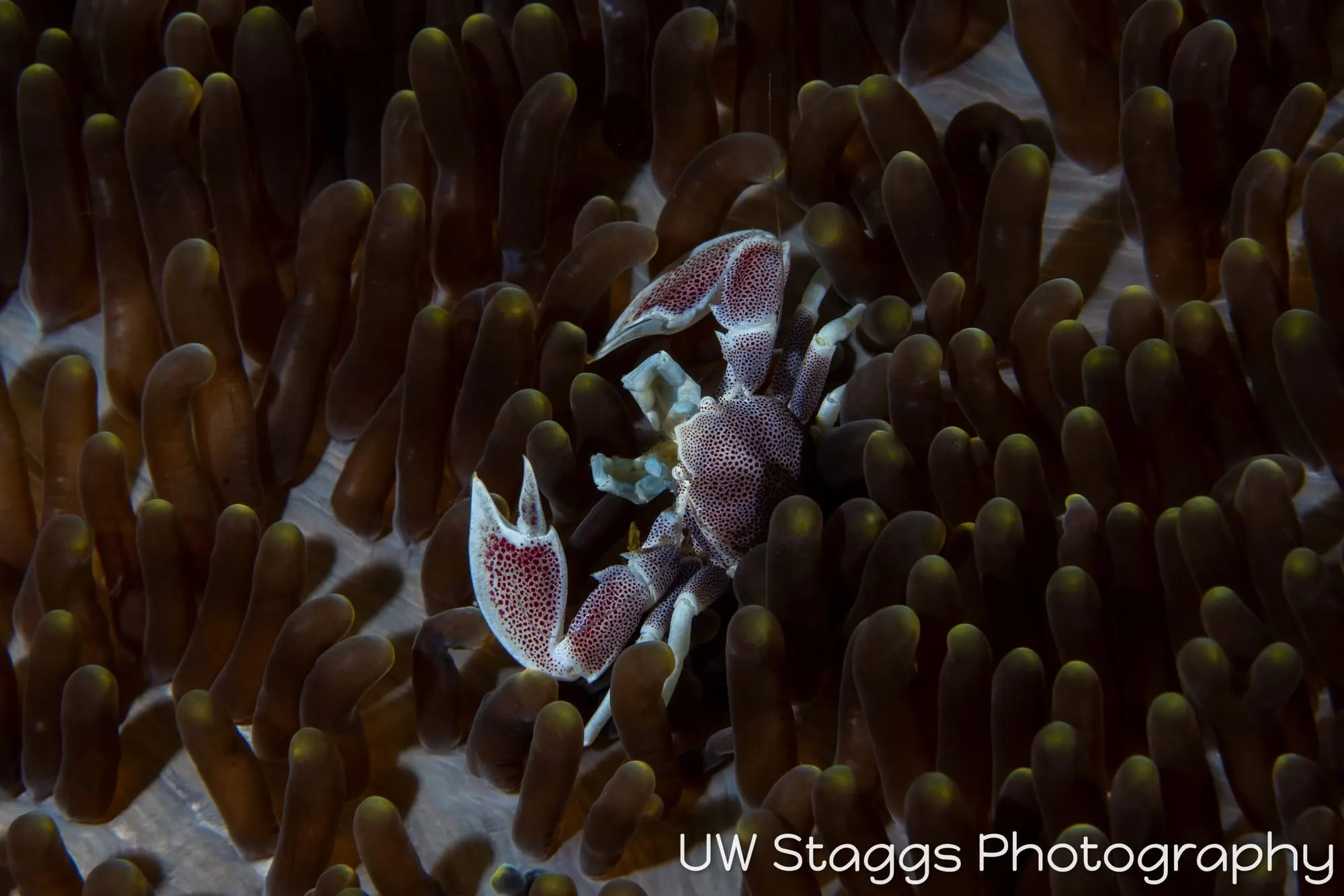 Reef Scene — Anilao, Philippines