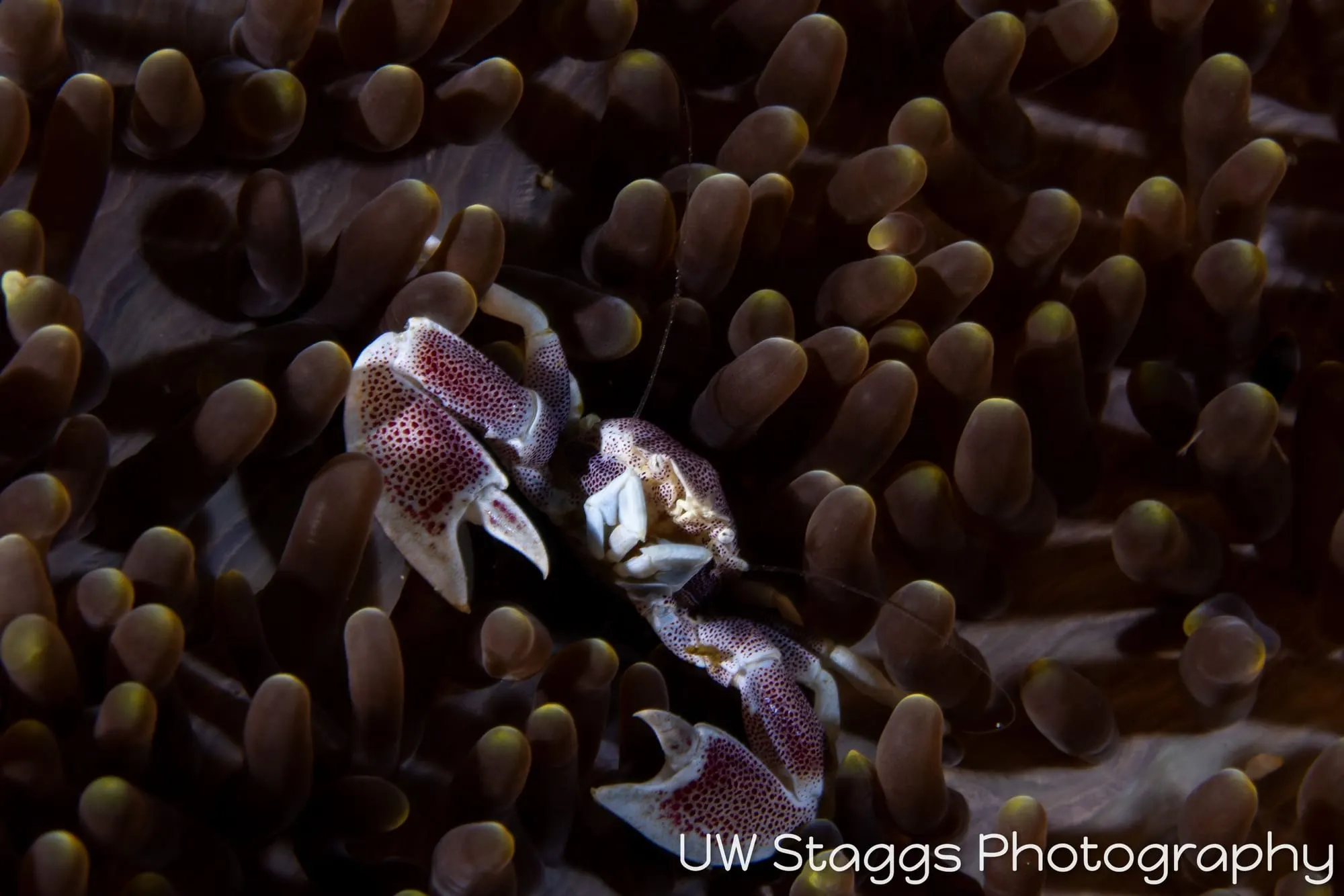 Reef Scene — Anilao, Philippines