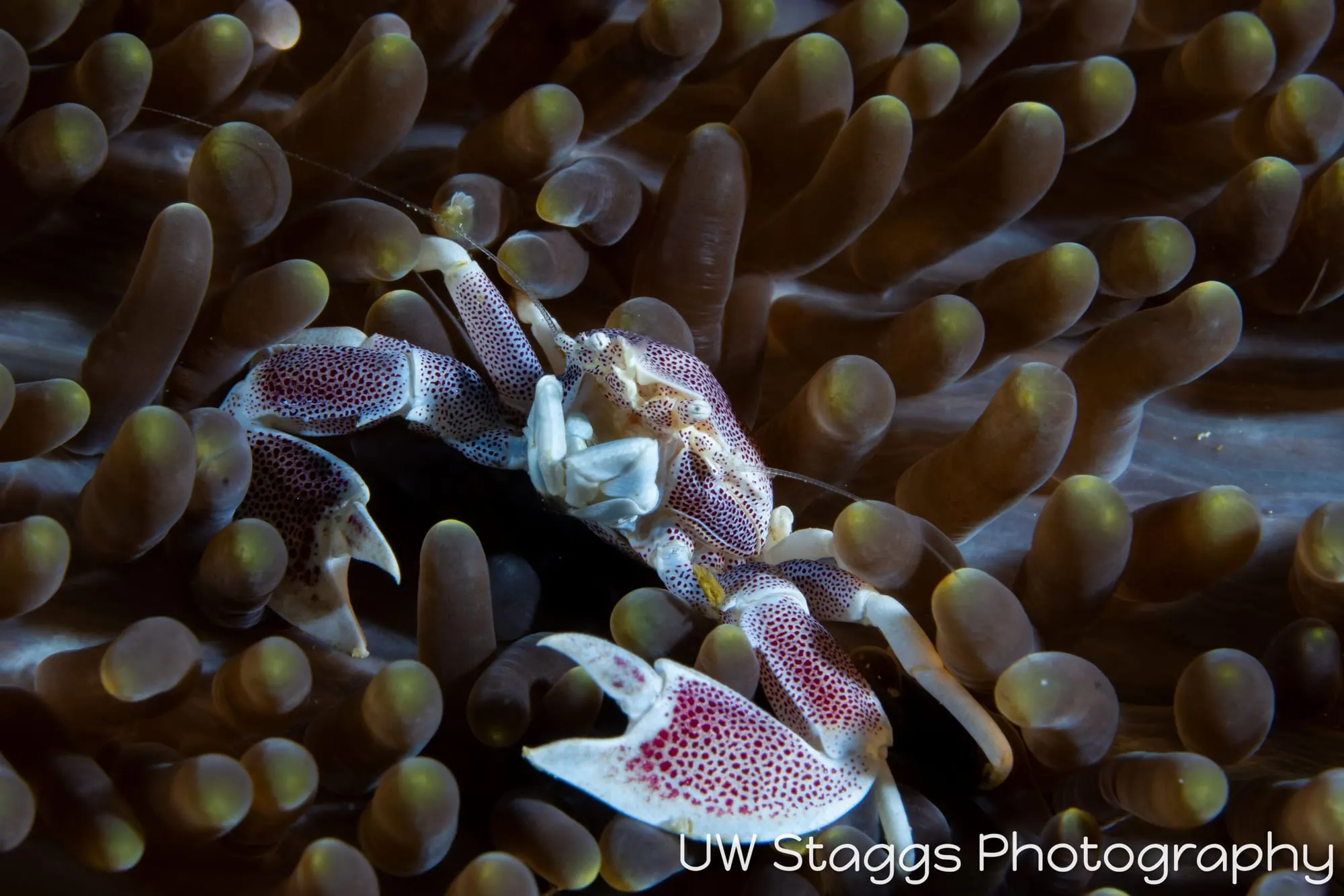 Reef Scene — Anilao, Philippines
