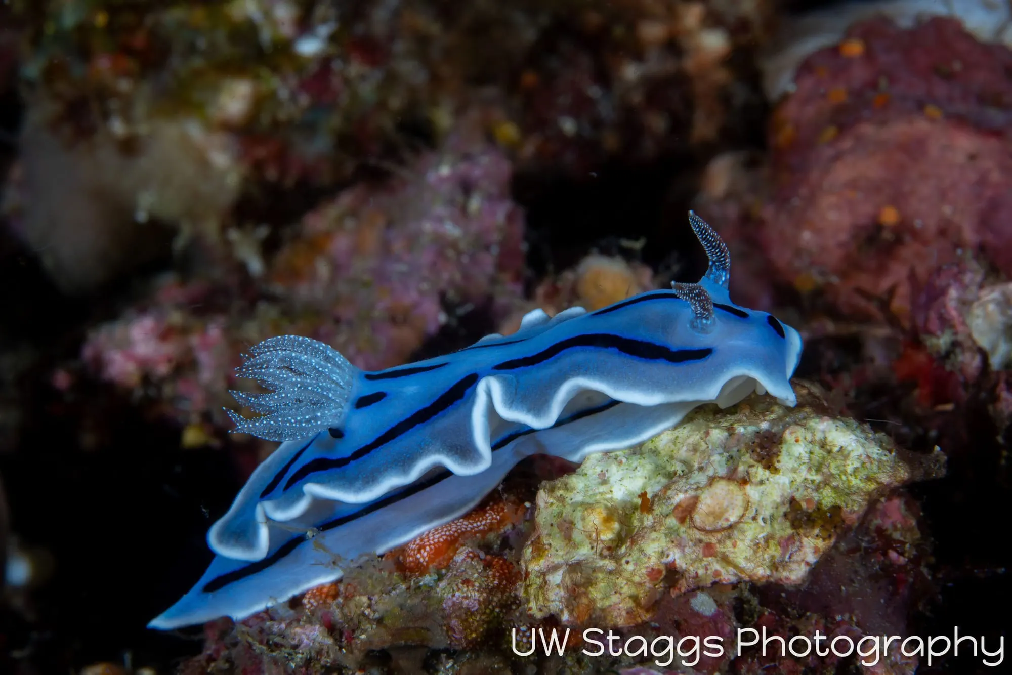 Reef Scene — Anilao, Philippines