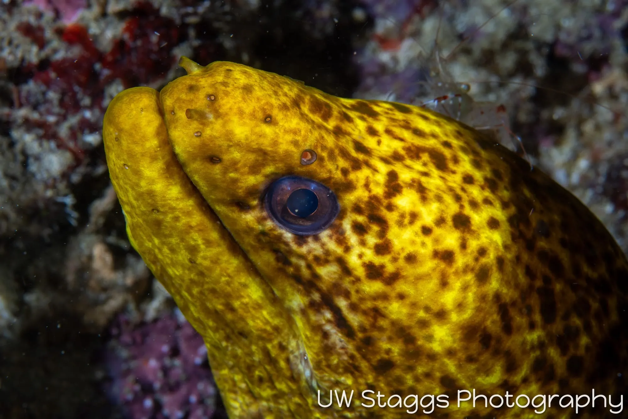 Reef Scene — Anilao, Philippines