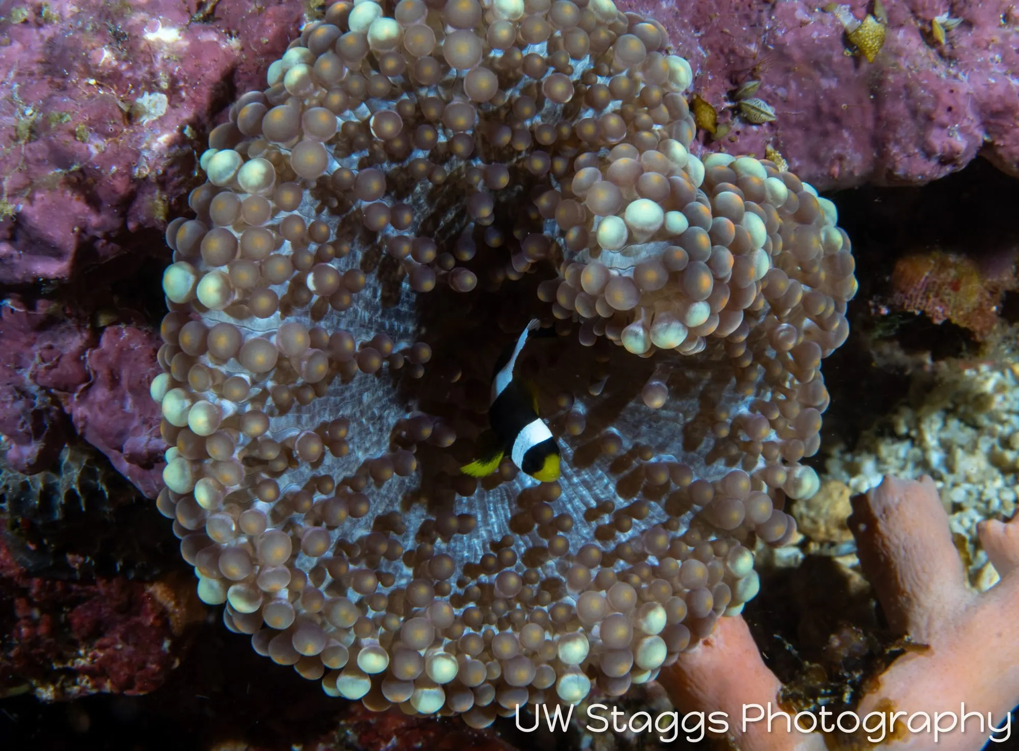 Reef Scene — Anilao, Philippines