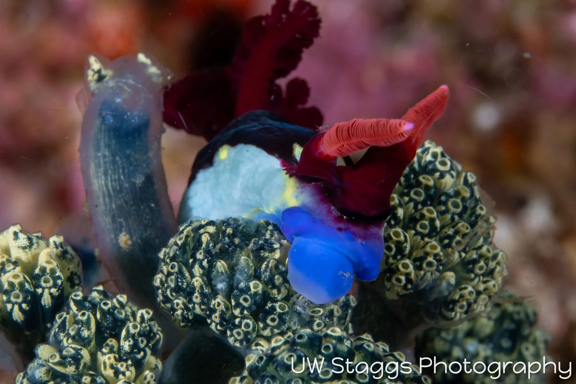 Reef Scene — Anilao, Philippines