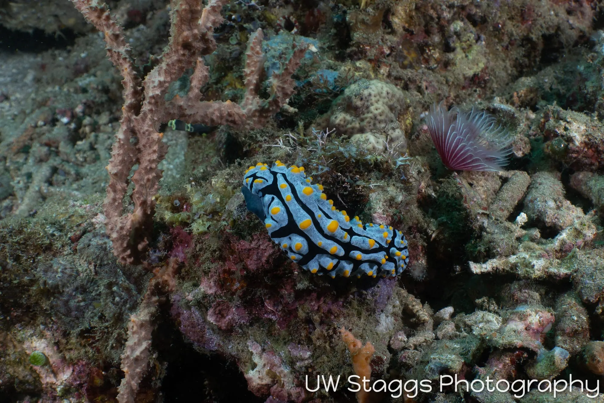 Reef Scene — Anilao, Philippines