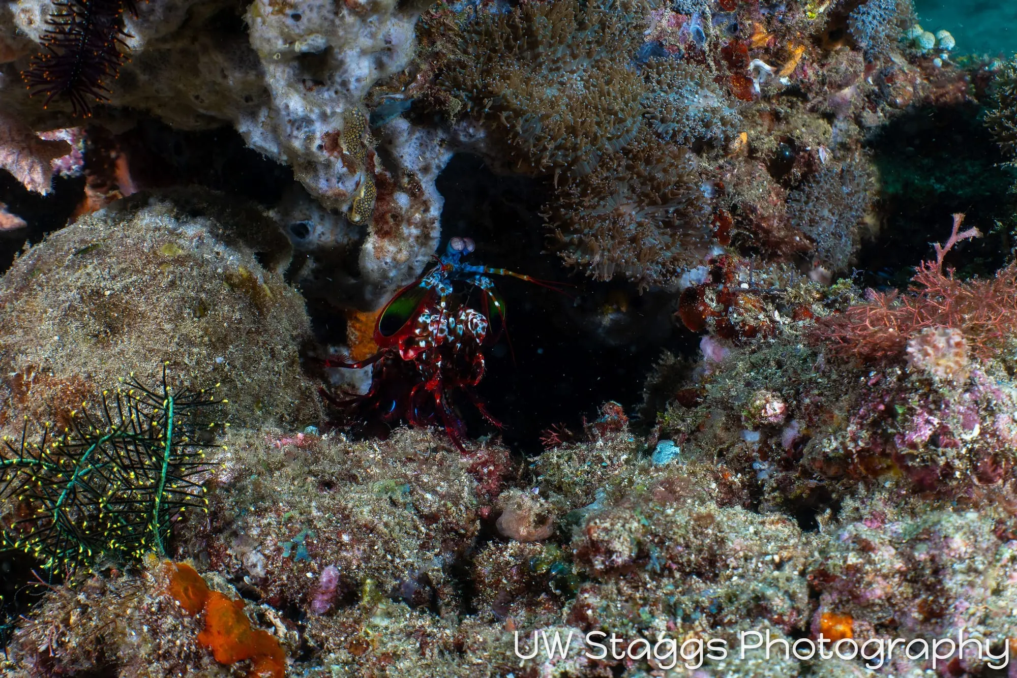 Reef Scene — Anilao, Philippines