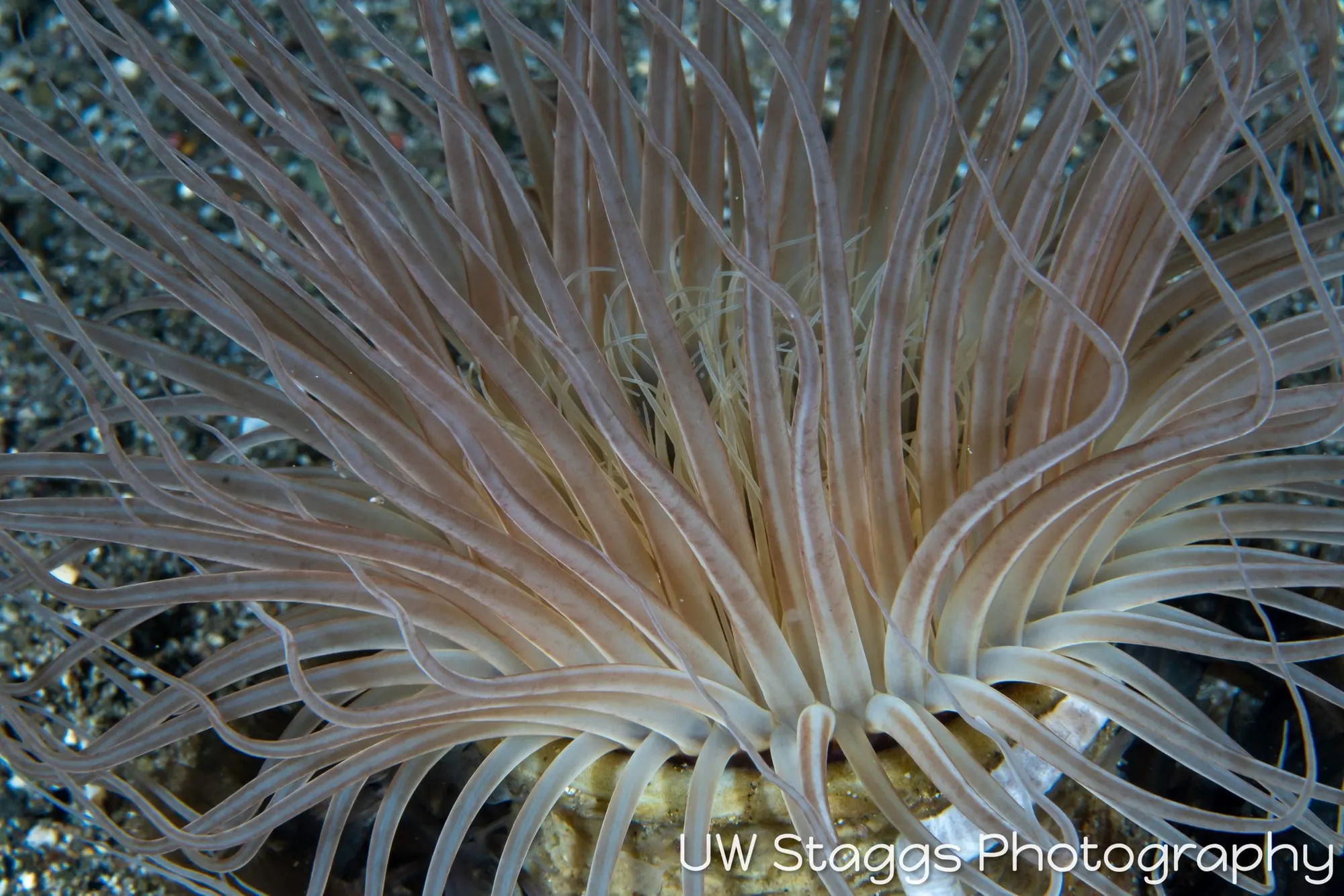 Reef Scene — Anilao, Philippines