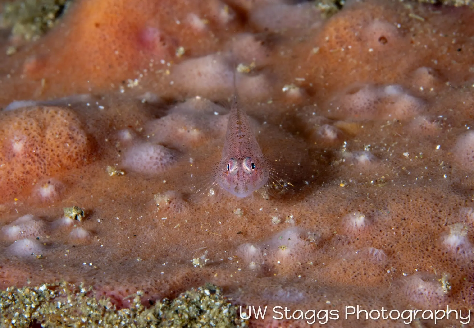 Reef Scene — Anilao, Philippines