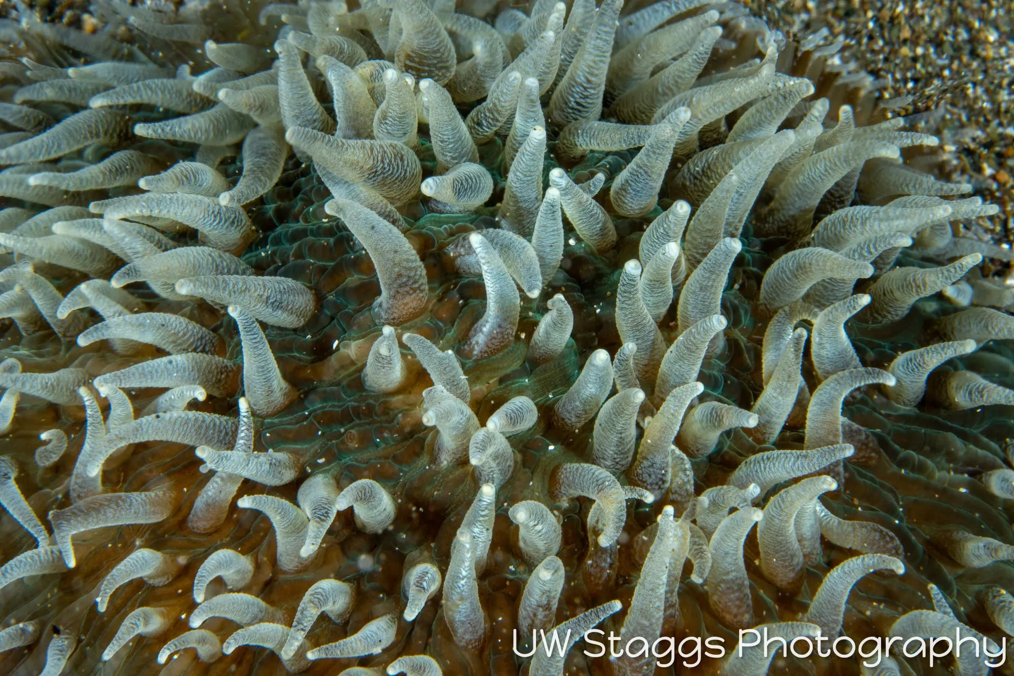 Reef Scene — Anilao, Philippines