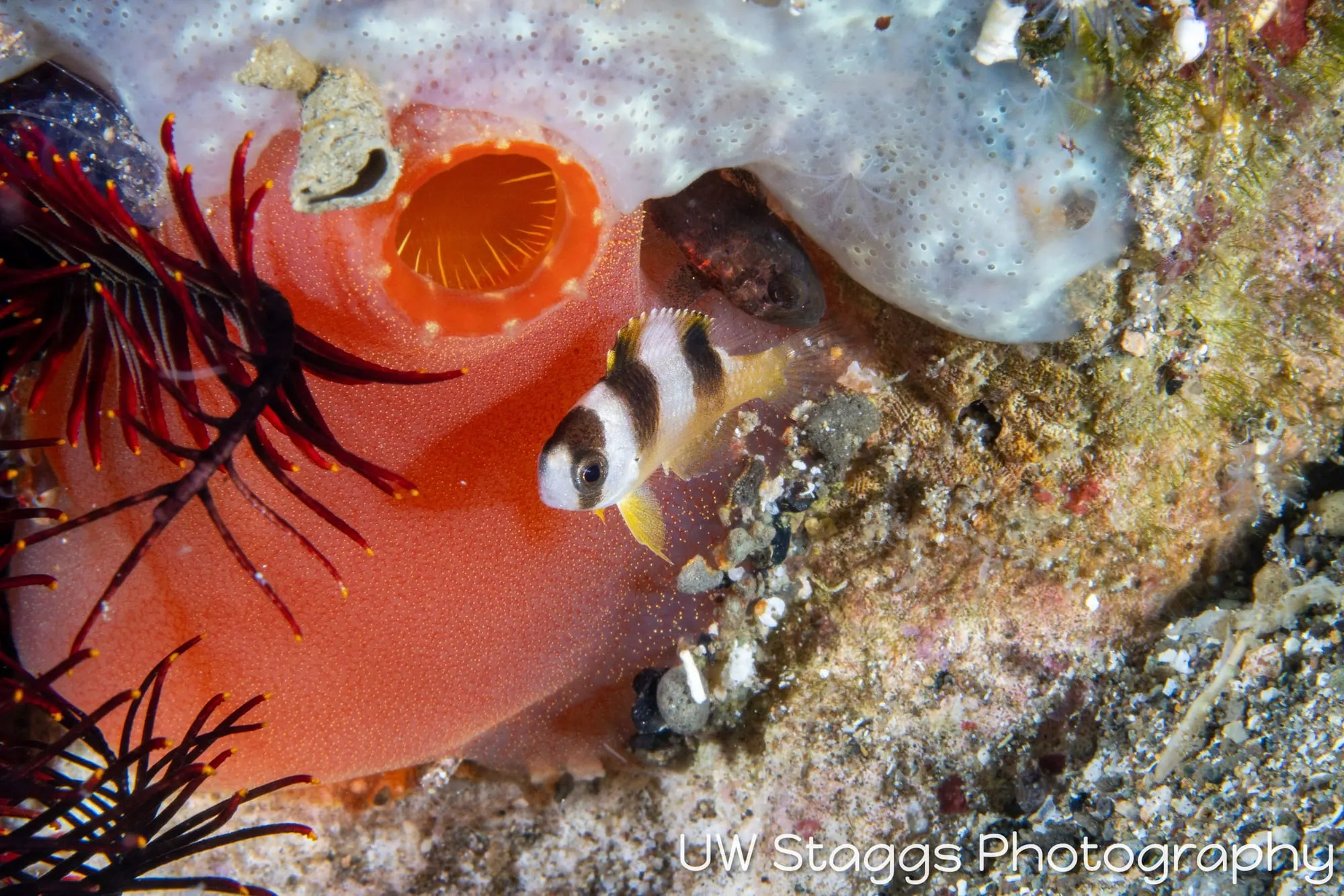 Reef Scene — Anilao, Philippines