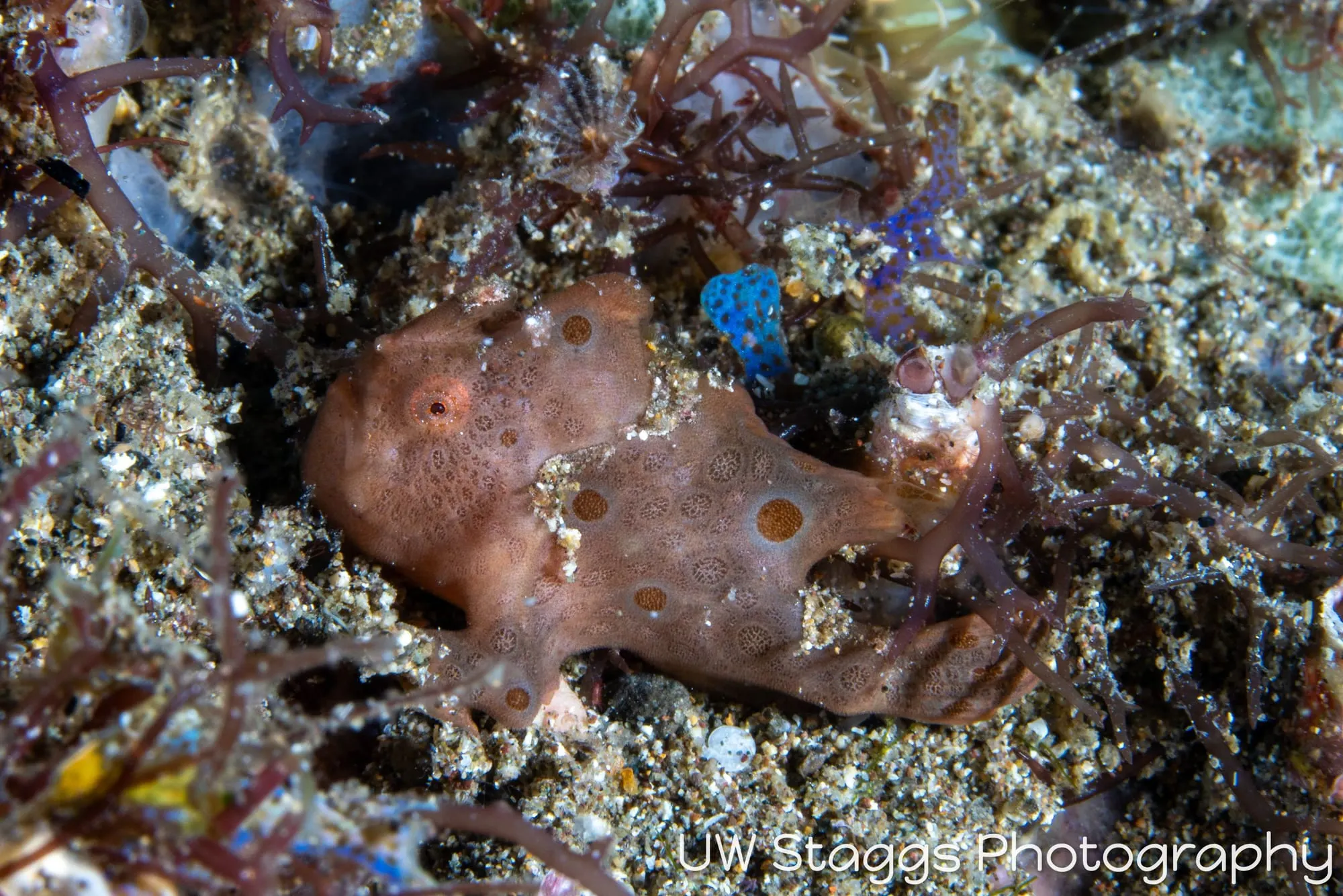Reef Scene — Anilao, Philippines
