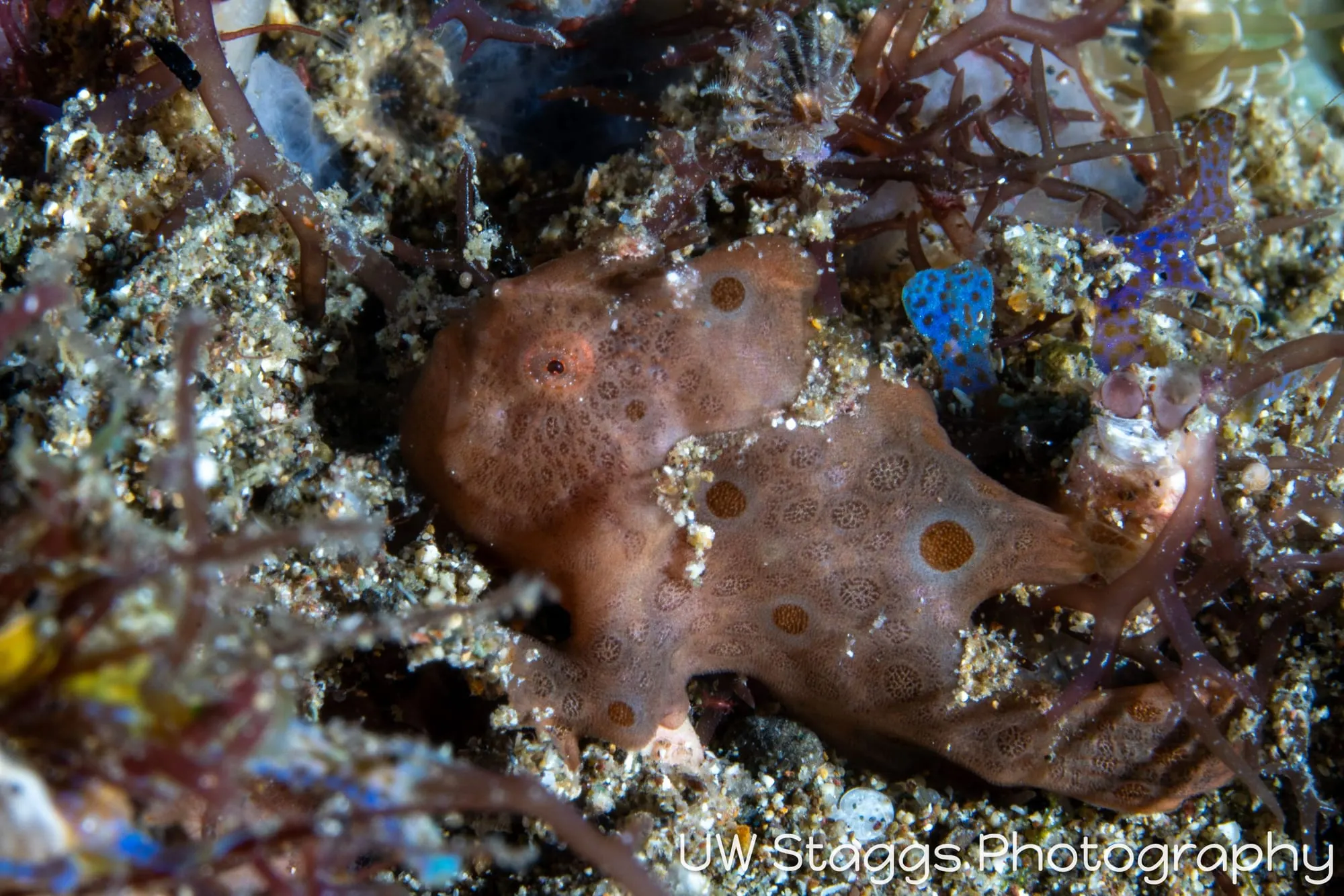 Reef Scene — Anilao, Philippines
