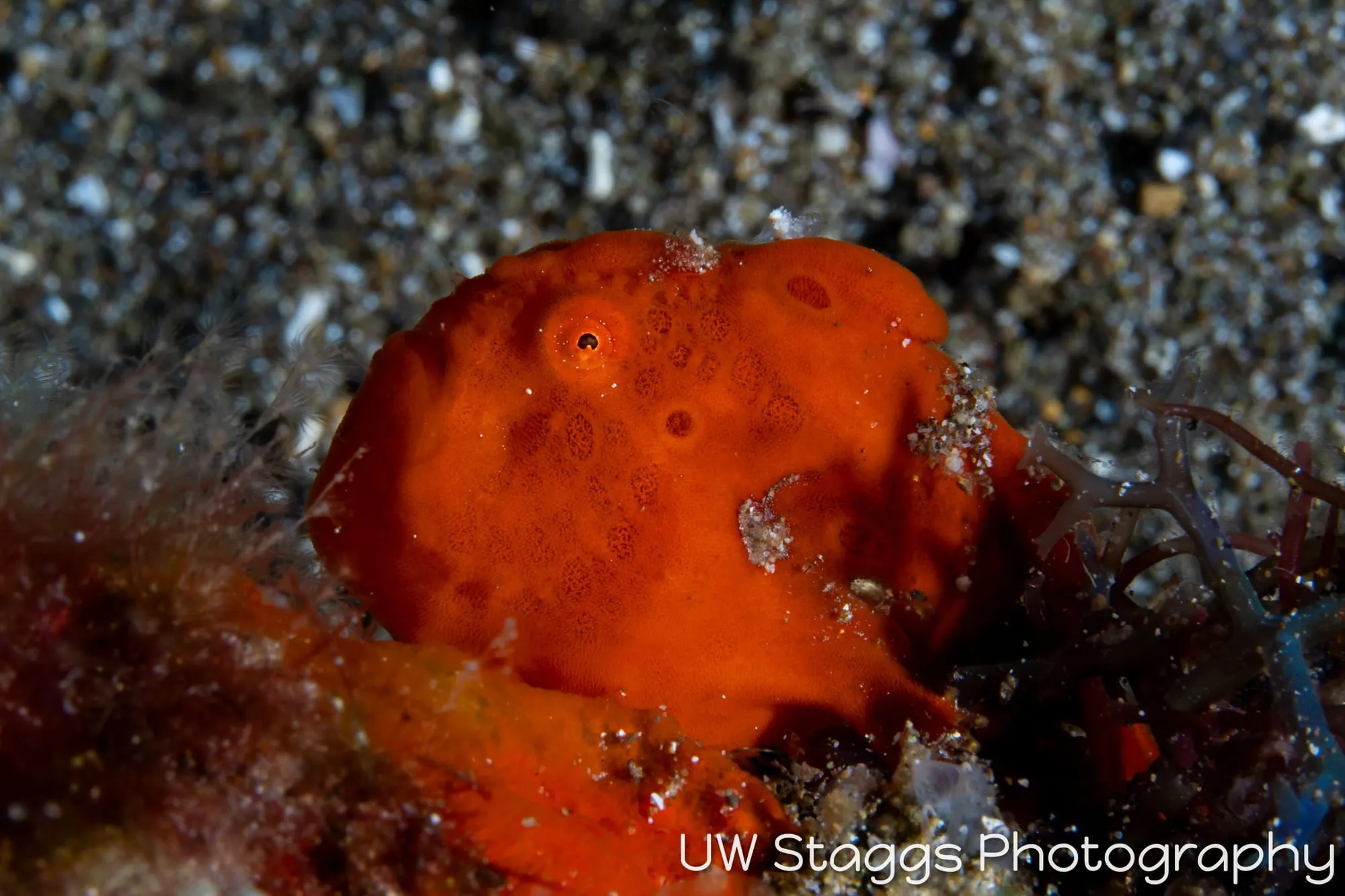 Reef Scene — Anilao, Philippines