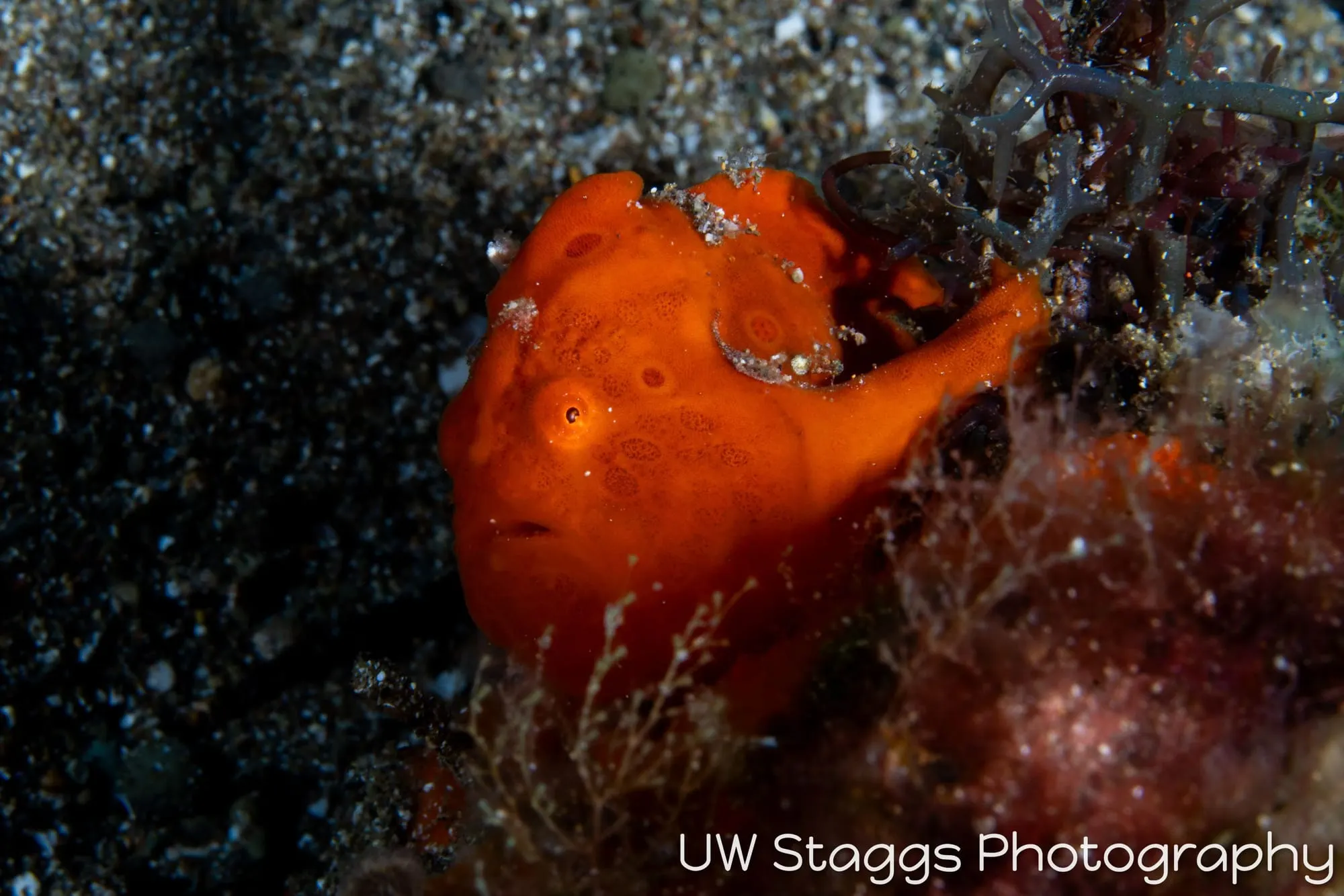 Reef Scene — Anilao, Philippines