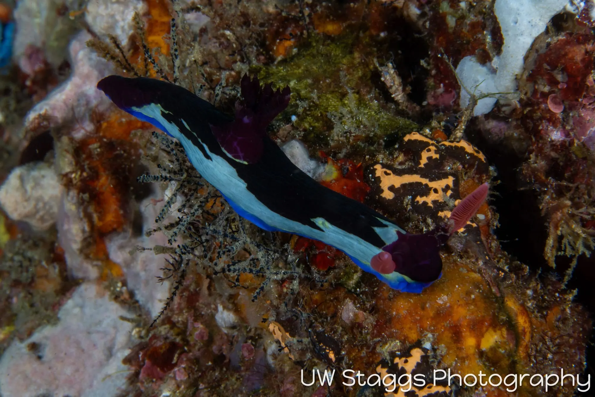 Reef Scene — Anilao, Philippines