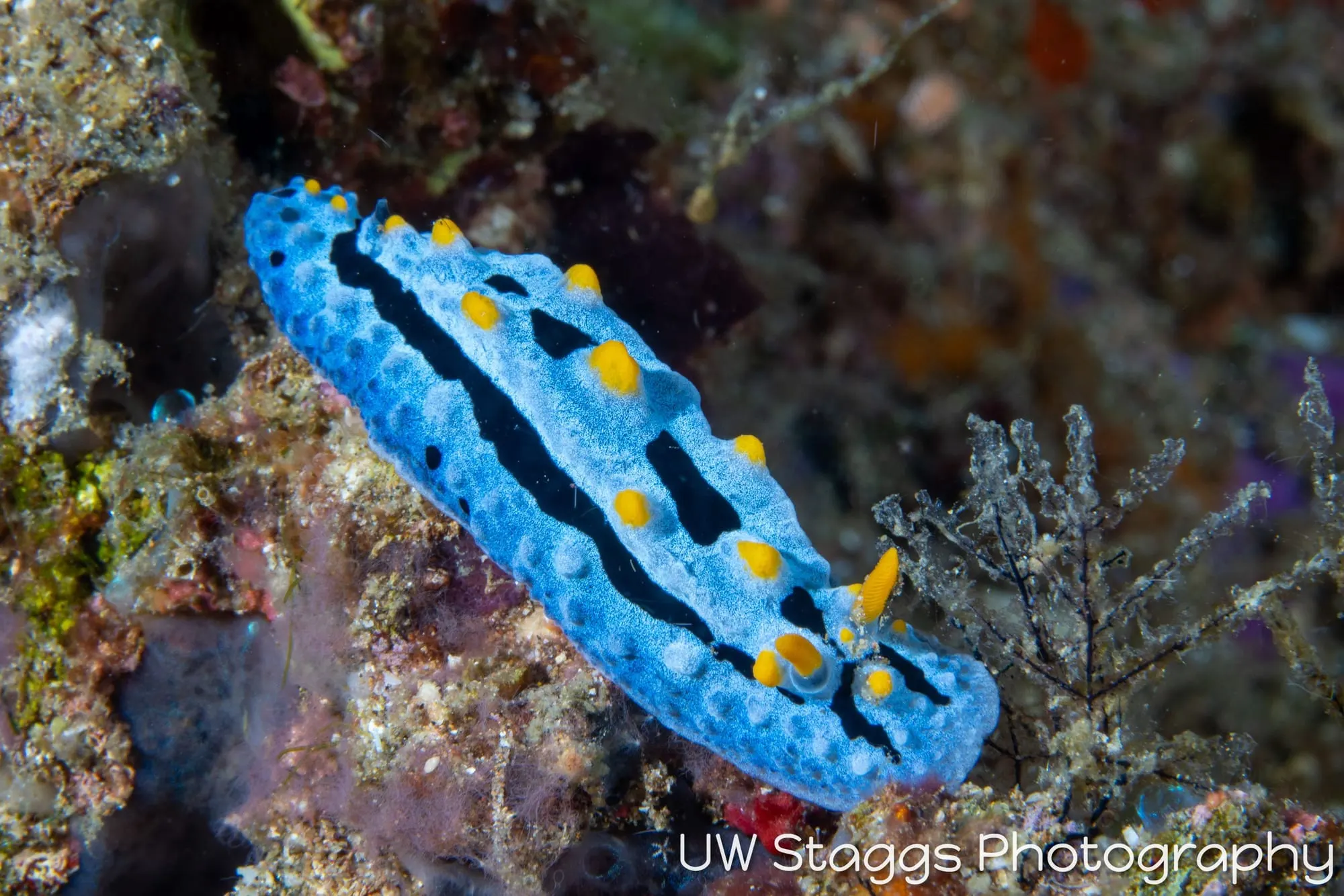 Reef Scene — Anilao, Philippines