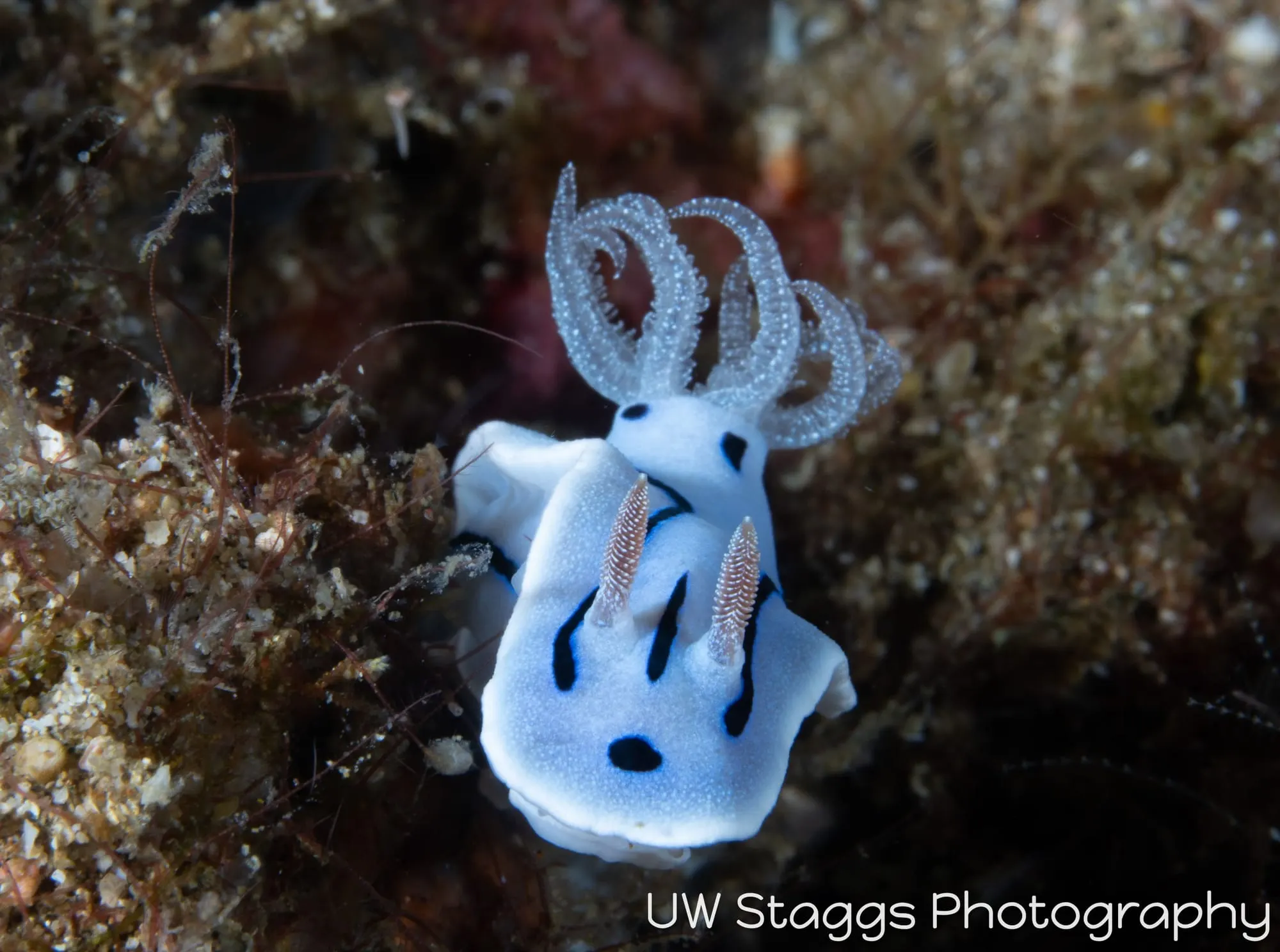 Reef Scene — Anilao, Philippines