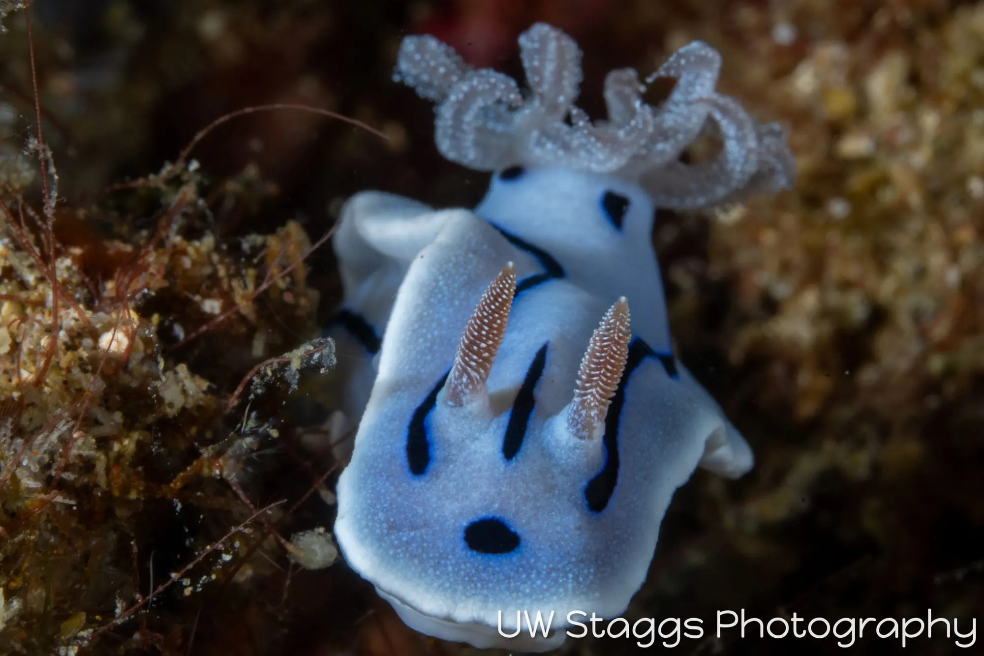 Reef Scene — Anilao, Philippines