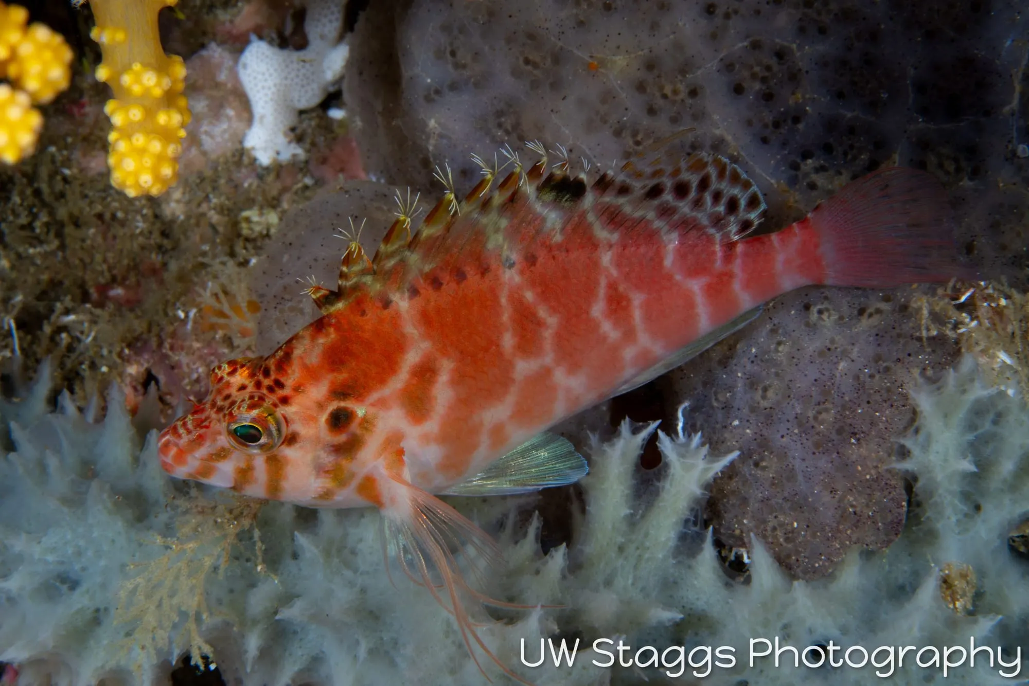 Reef Scene — Anilao, Philippines