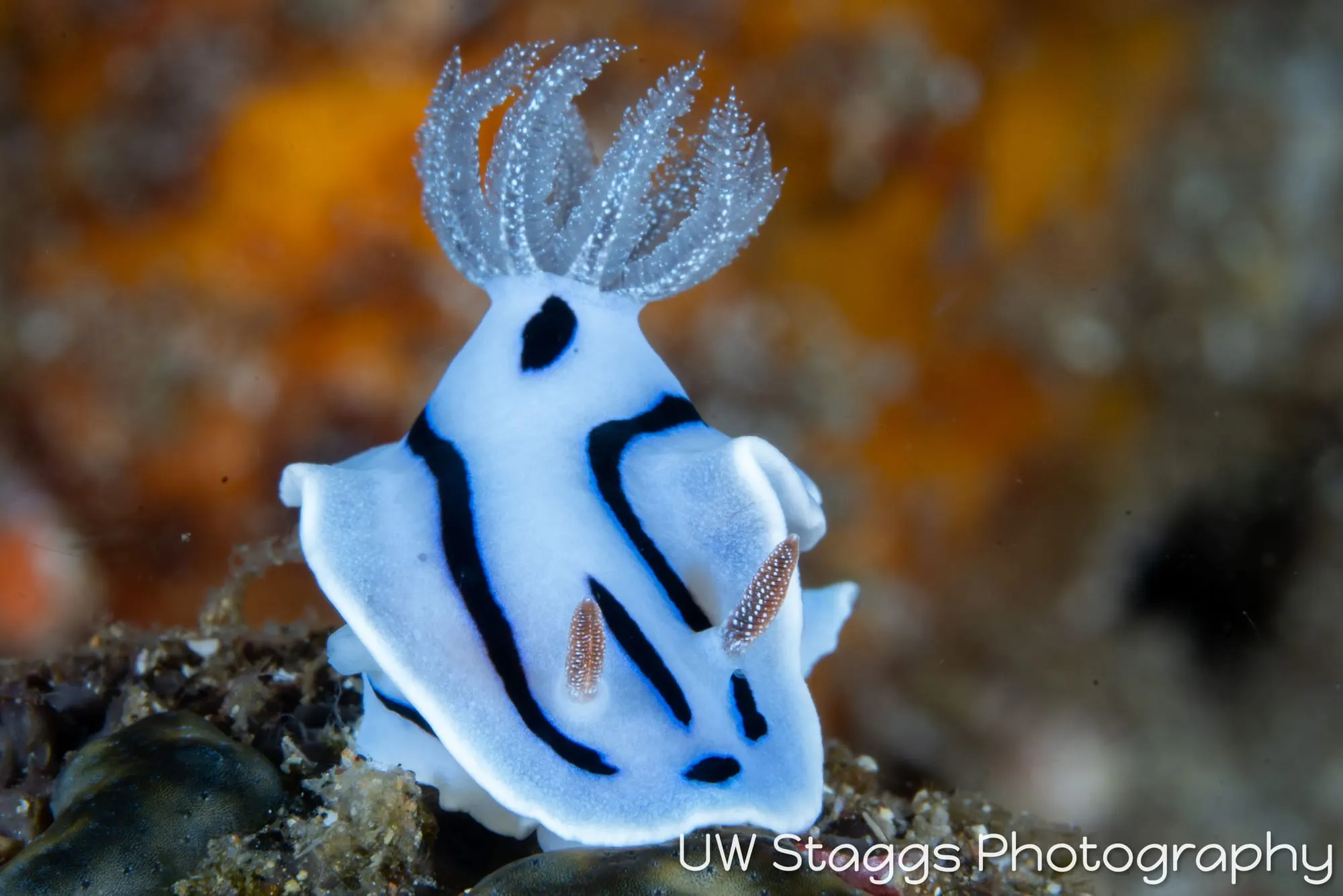 Reef Scene — Anilao, Philippines