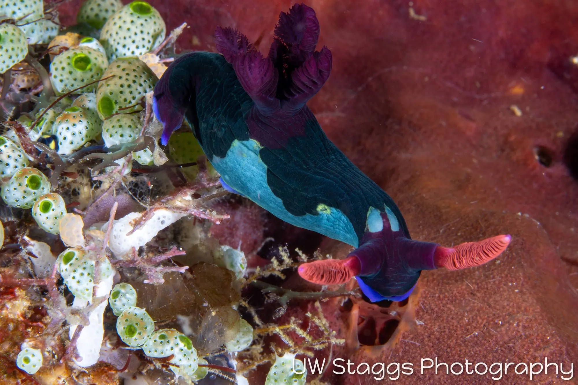Reef Scene — Anilao, Philippines