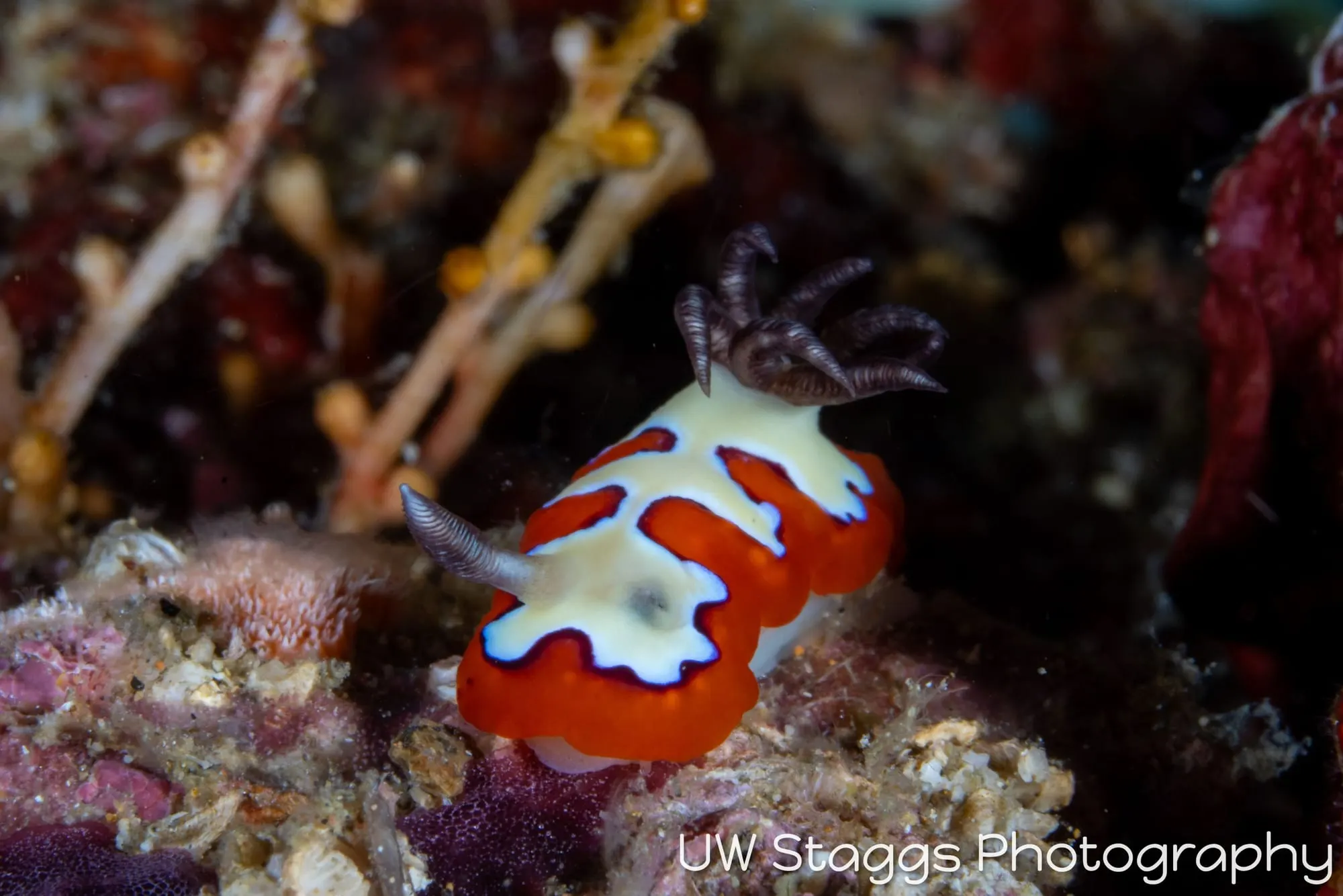 Reef Scene — Anilao, Philippines