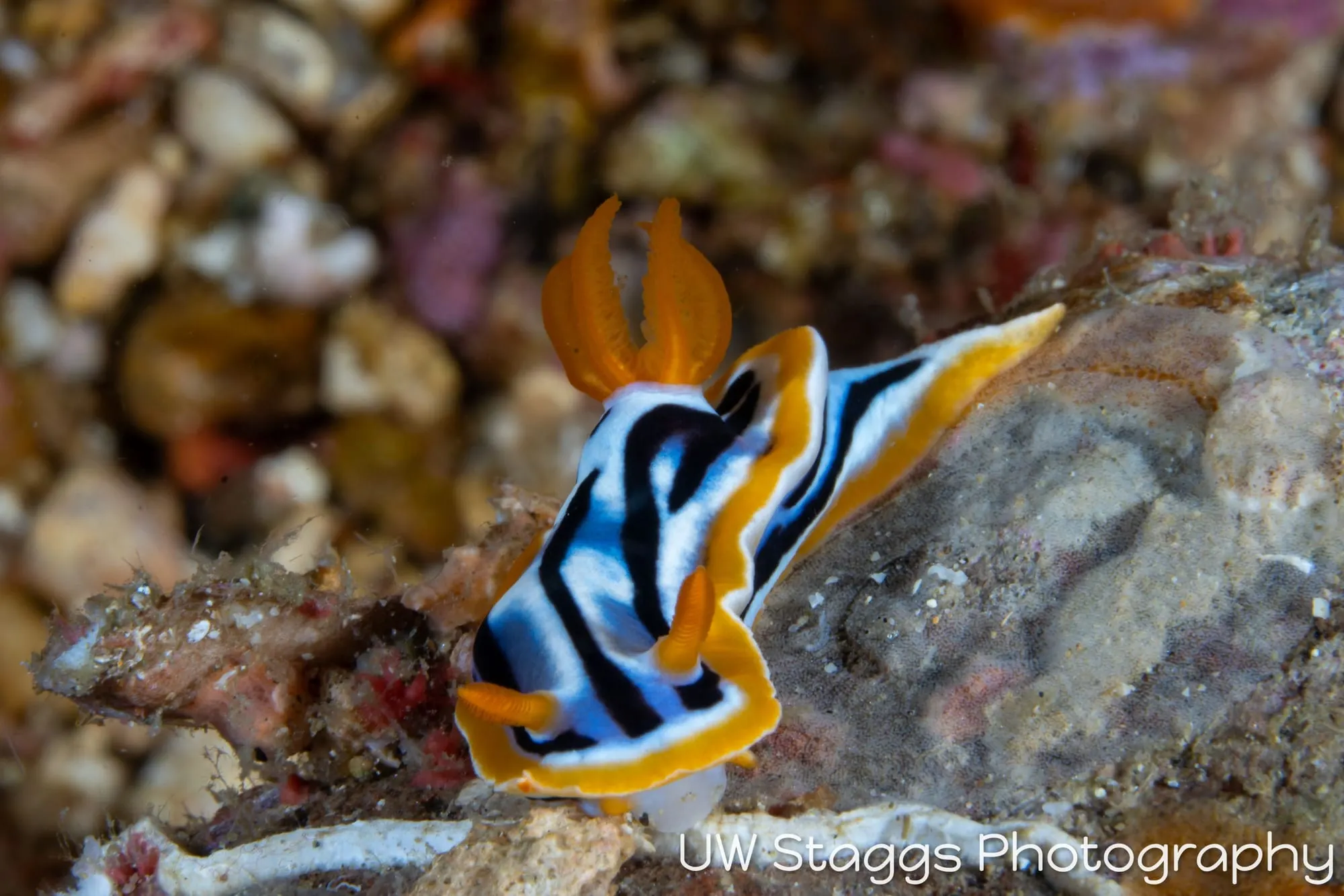 Reef Scene — Anilao, Philippines