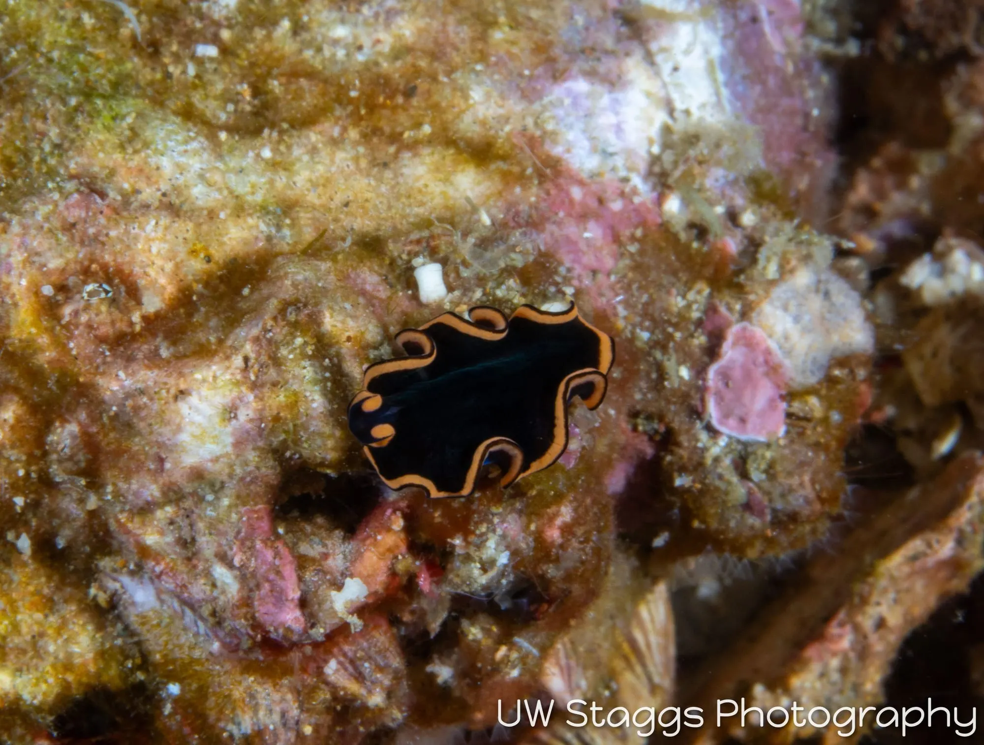 Reef Scene — Anilao, Philippines