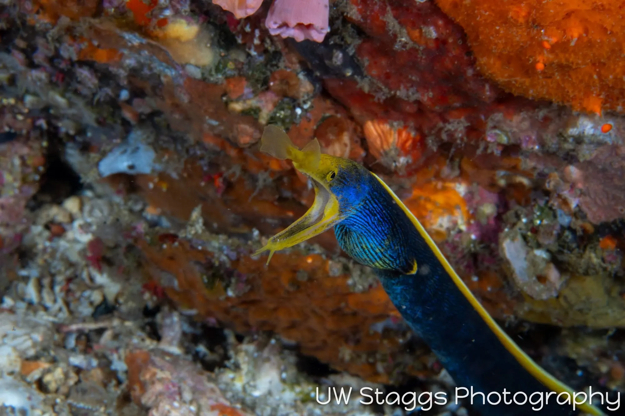 Reef Scene — Anilao, Philippines