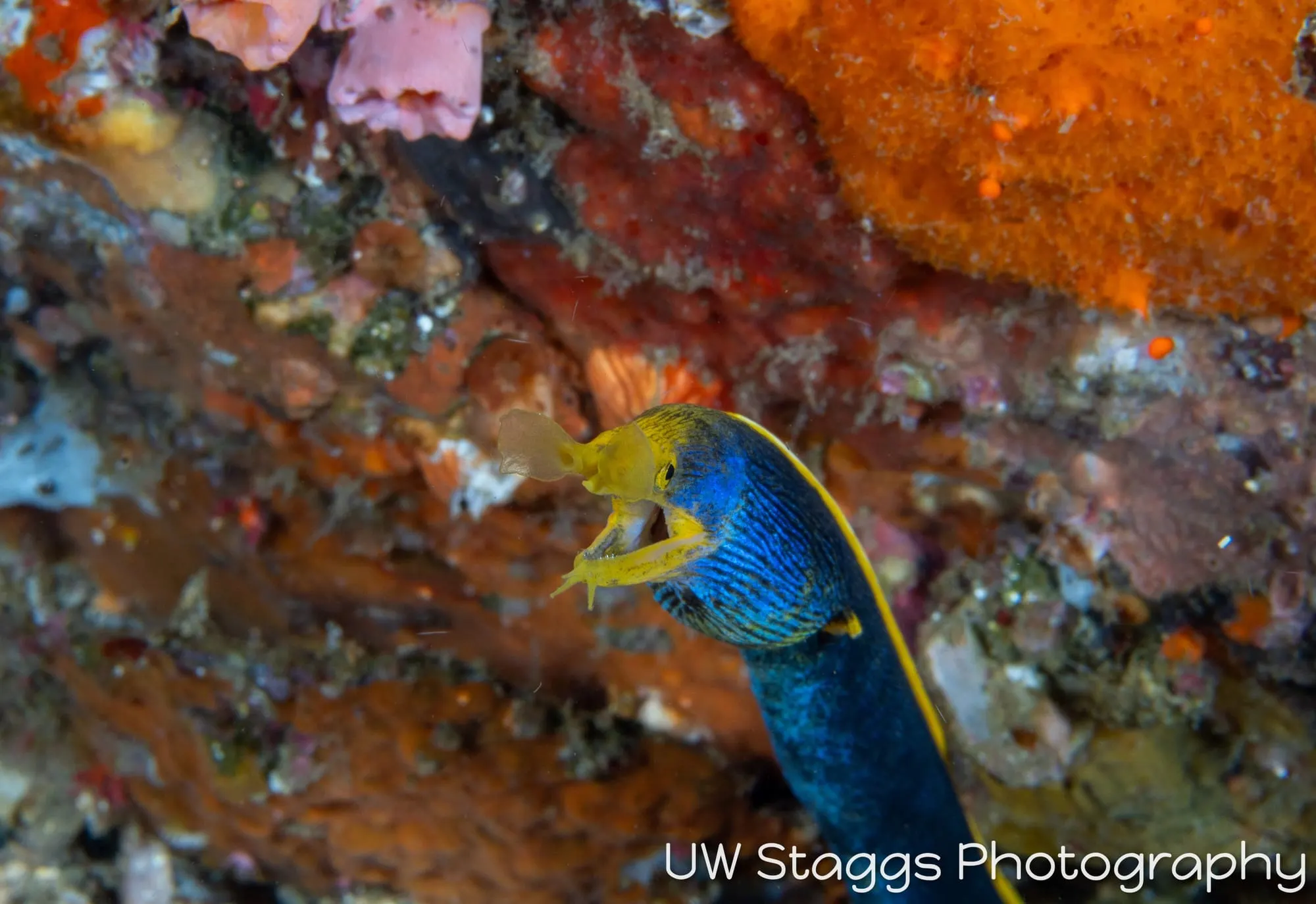 Reef Scene — Anilao, Philippines