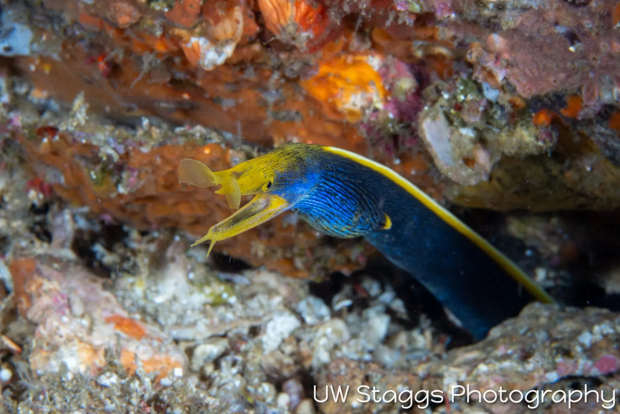 Reef Scene — Anilao, Philippines