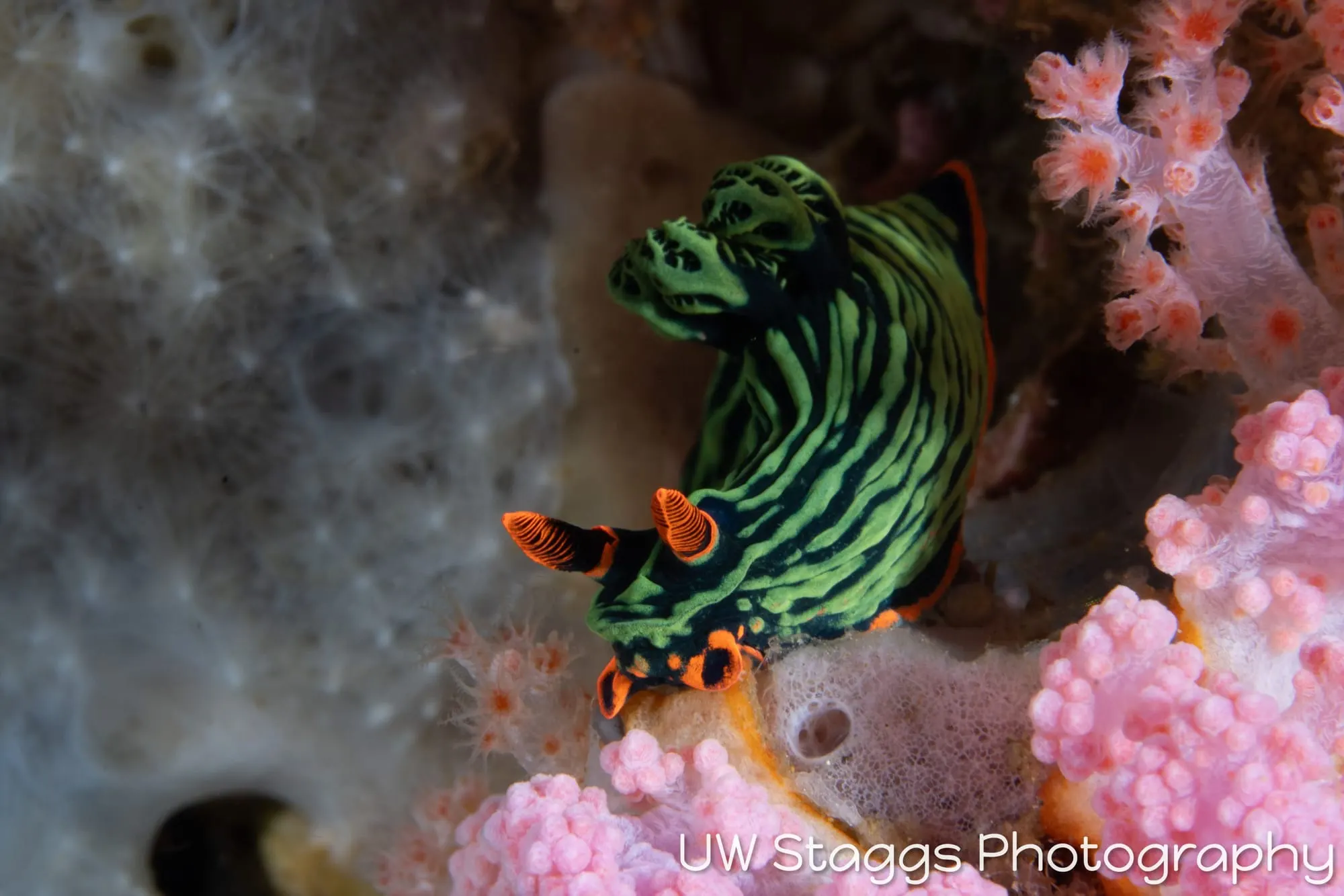 Reef Scene — Anilao, Philippines