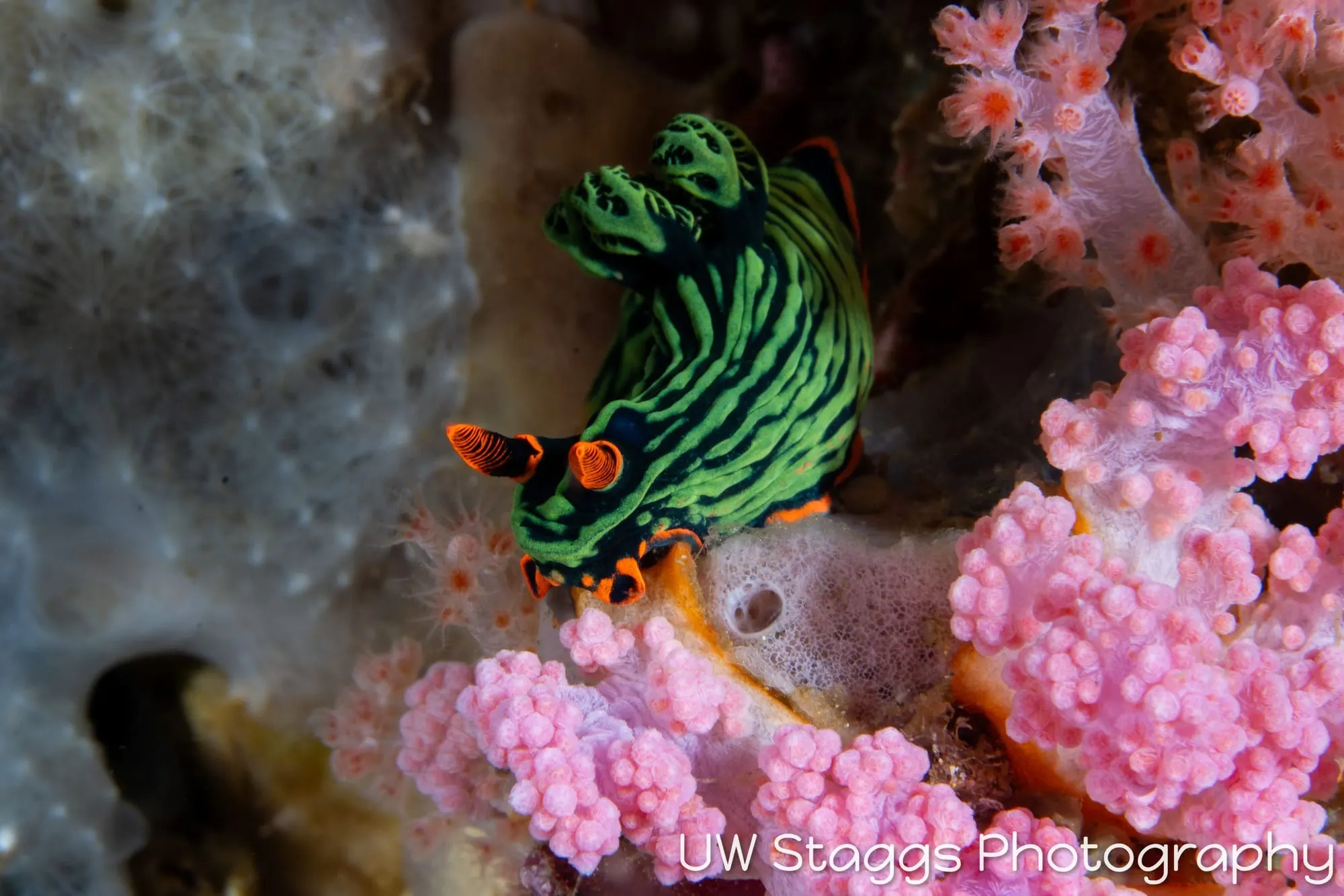 Reef Scene — Anilao, Philippines