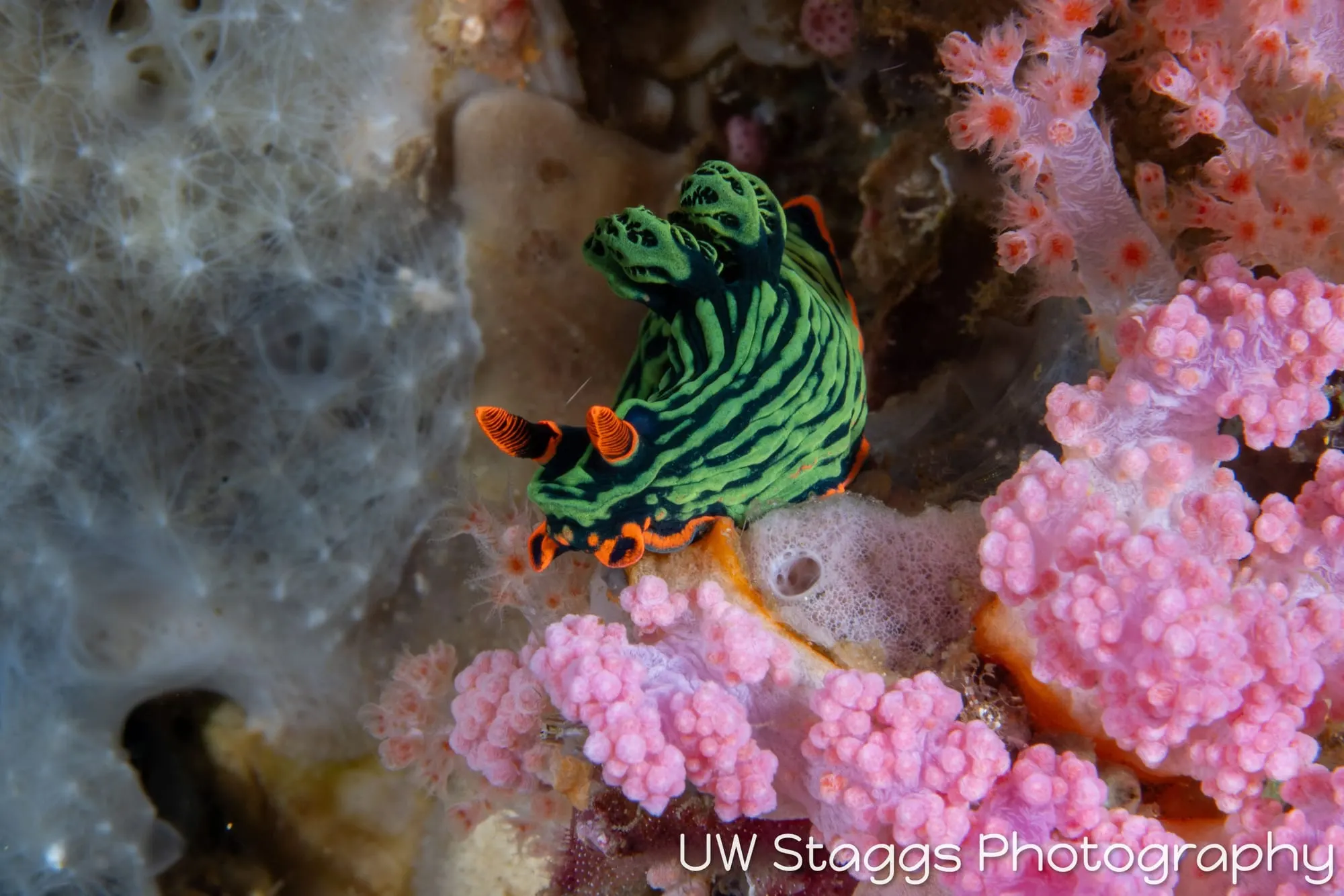 Reef Scene — Anilao, Philippines