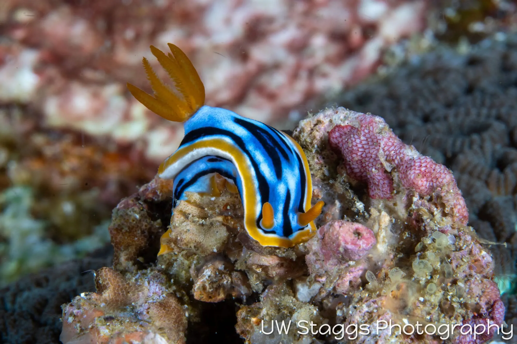 Reef Scene — Anilao, Philippines