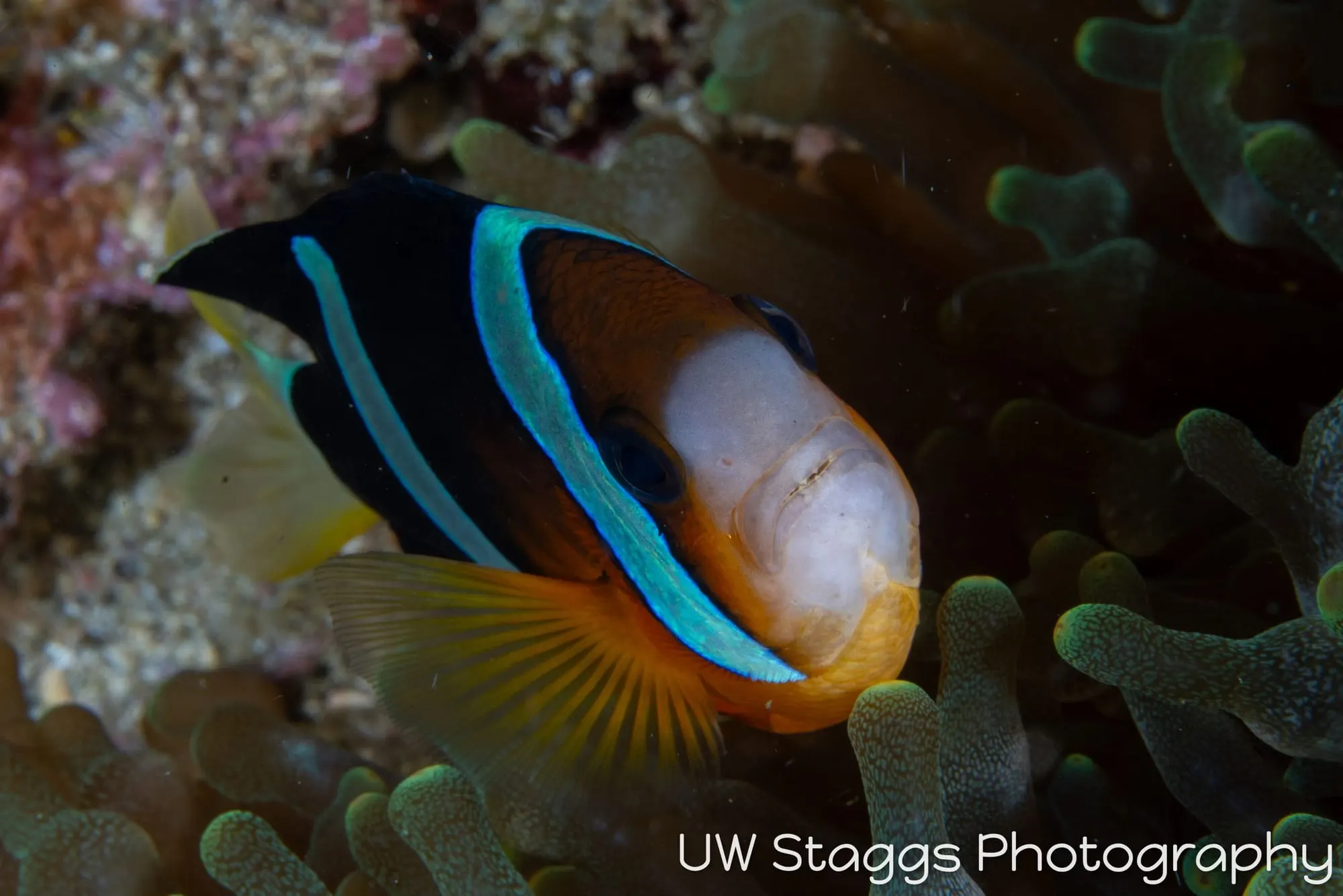 Reef Scene — Anilao, Philippines