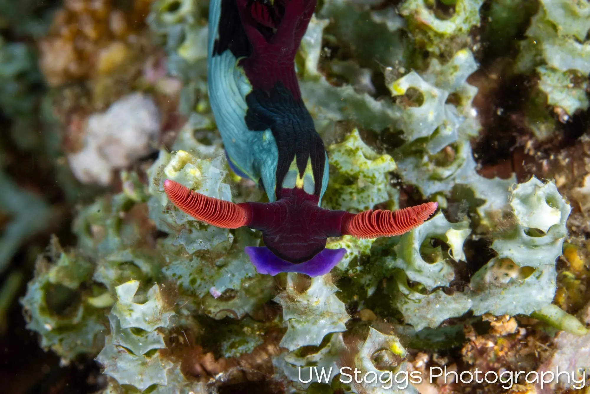 Reef Scene — Anilao, Philippines