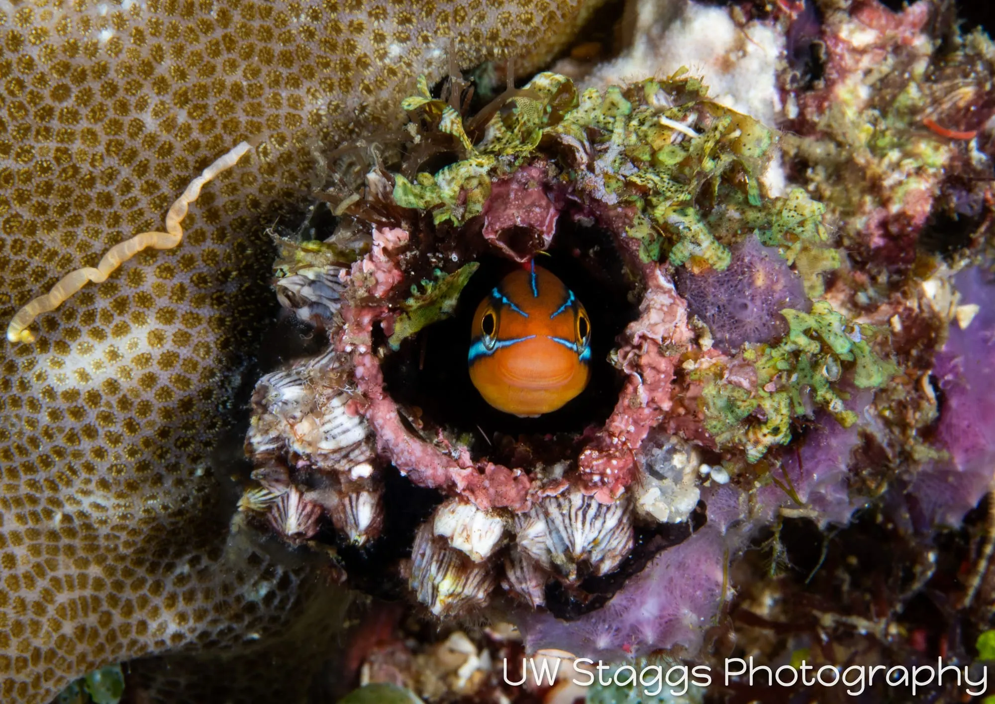 Reef Scene — Anilao, Philippines