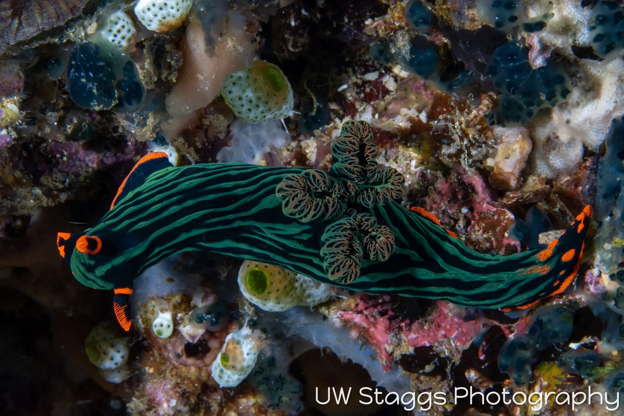 Reef Scene — Anilao, Philippines
