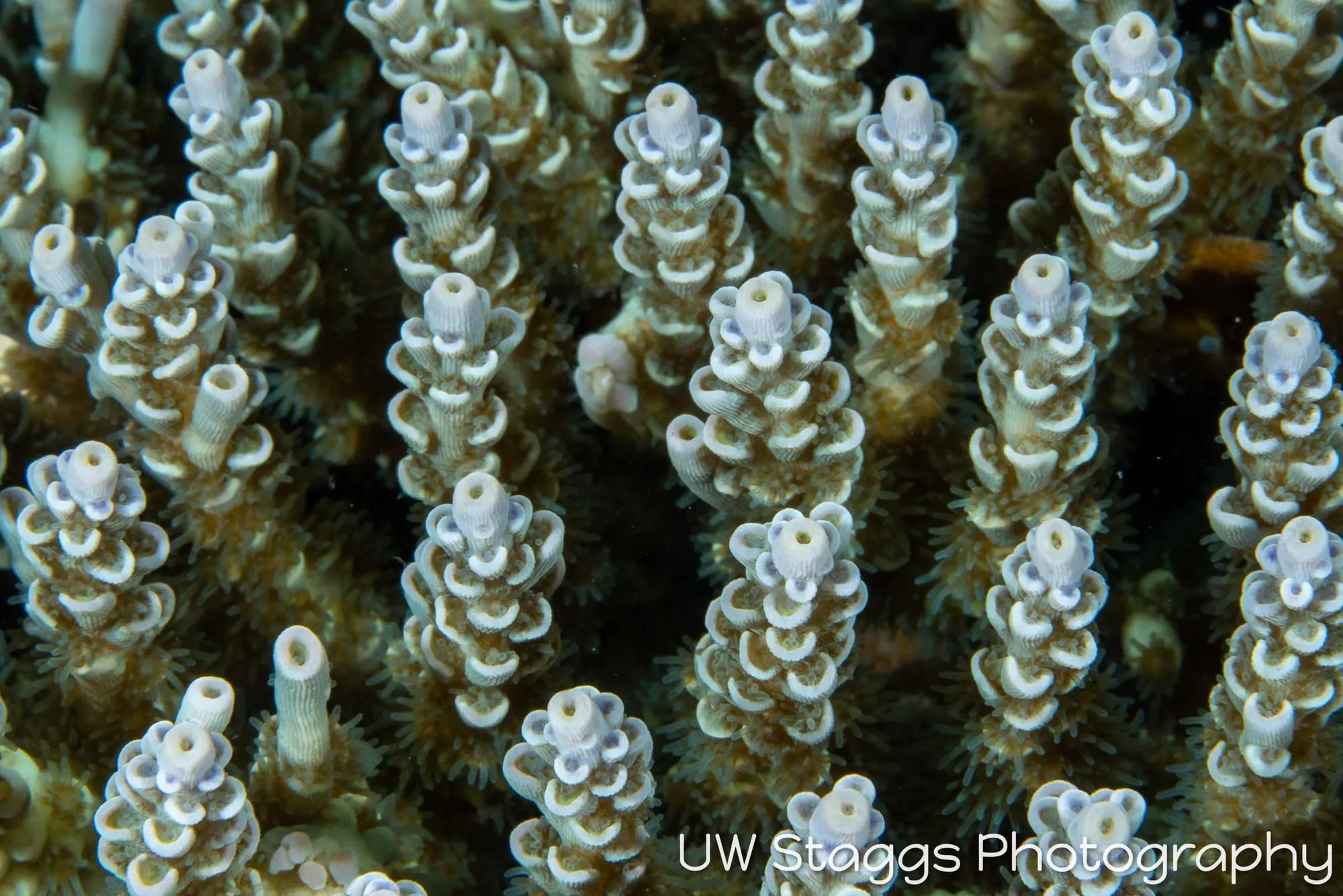 Reef Scene — Anilao, Philippines
