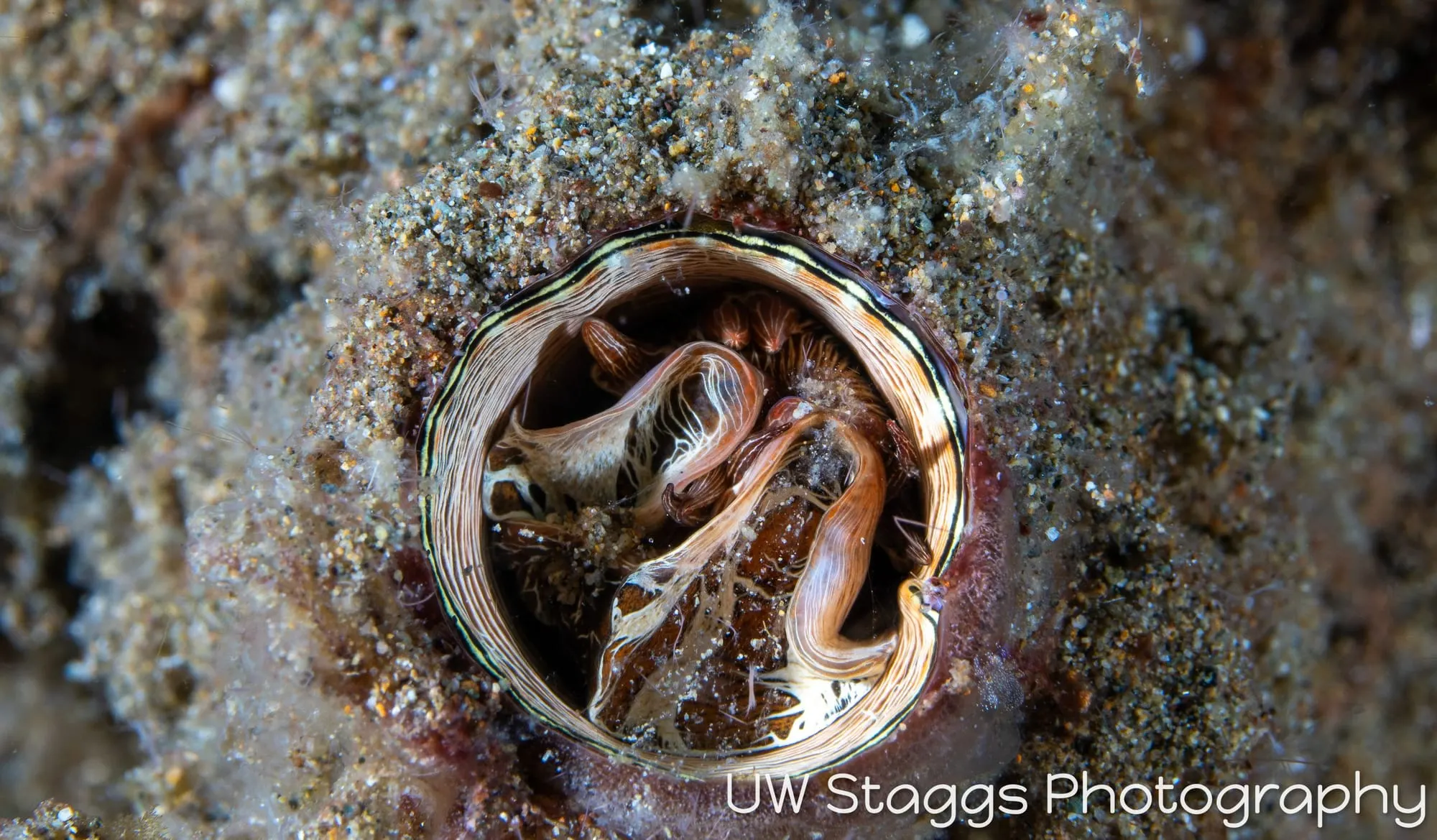 Reef Scene — Anilao, Philippines