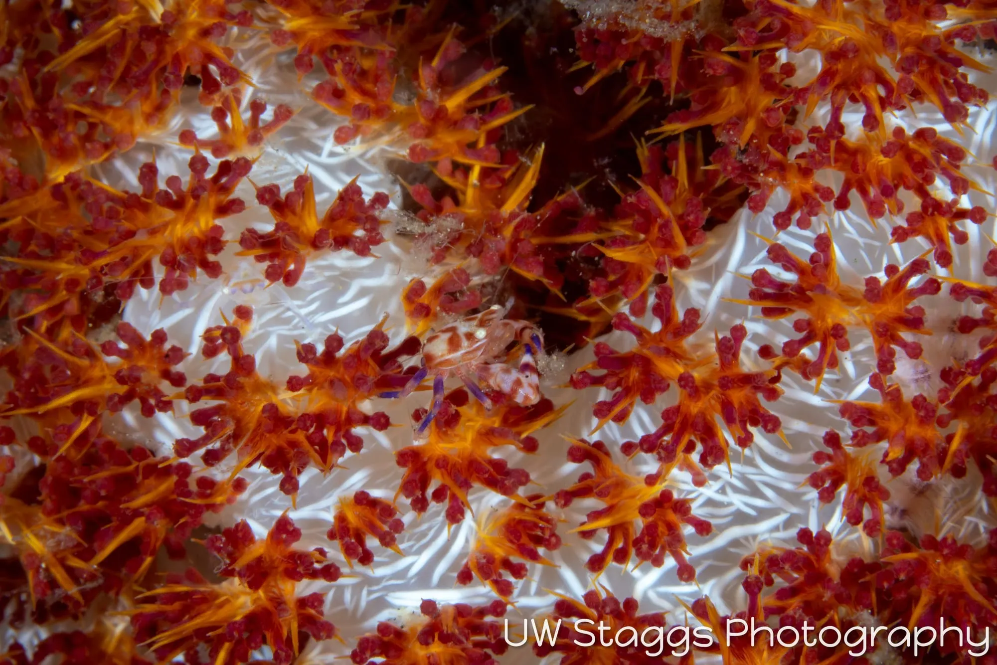 Reef Scene — Anilao, Philippines
